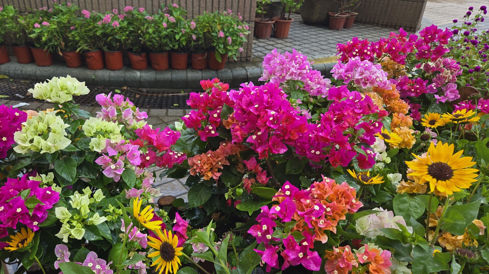 https://www.fa.gov.hk/葉子花 (簕杜鵑)