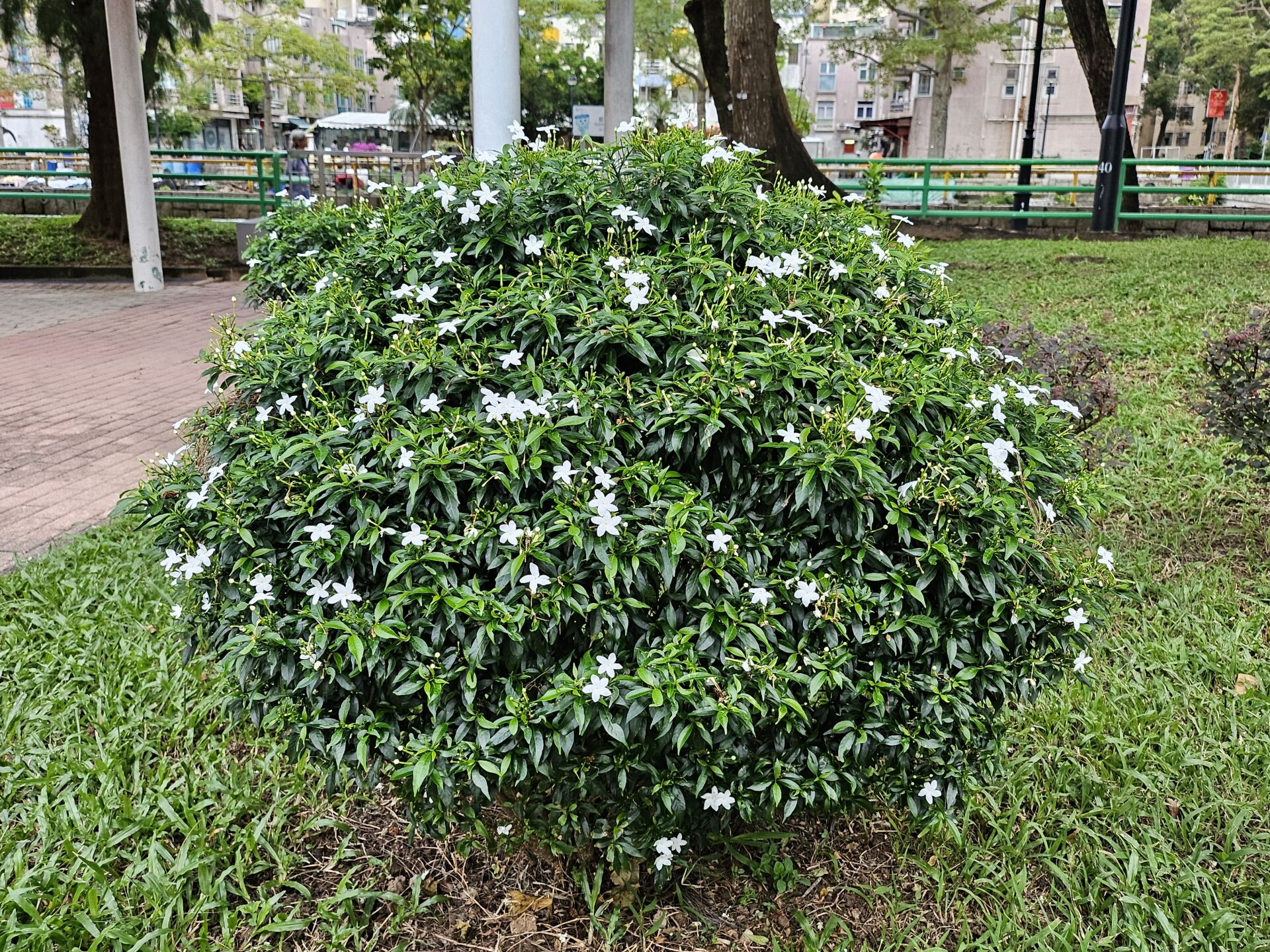 https://www.fa.gov.hk/狗牙花