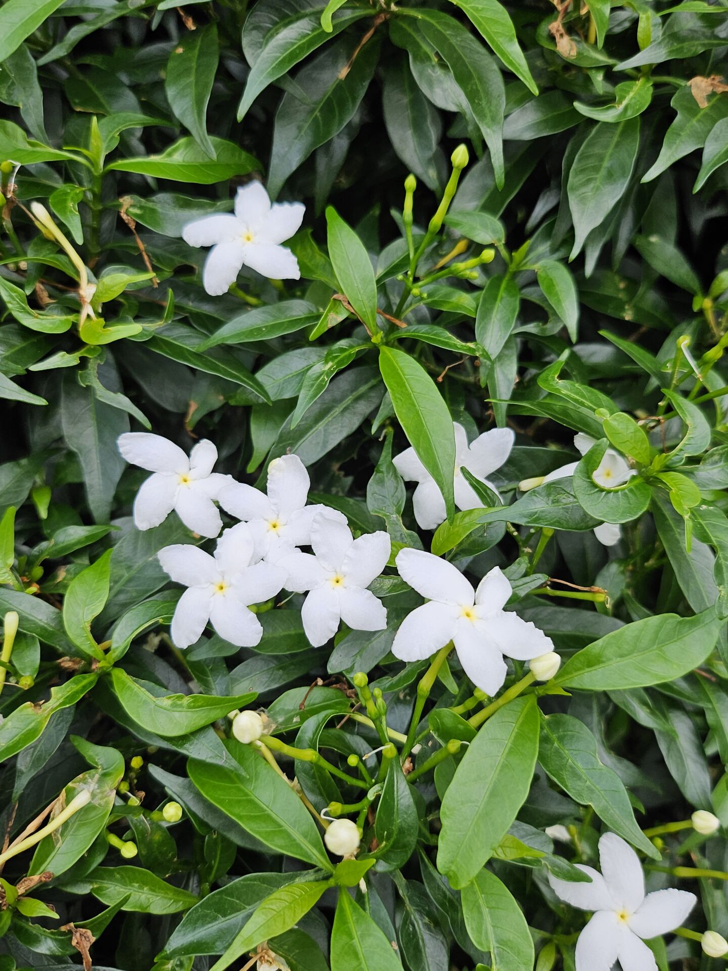 https://www.fa.gov.hk/狗牙花