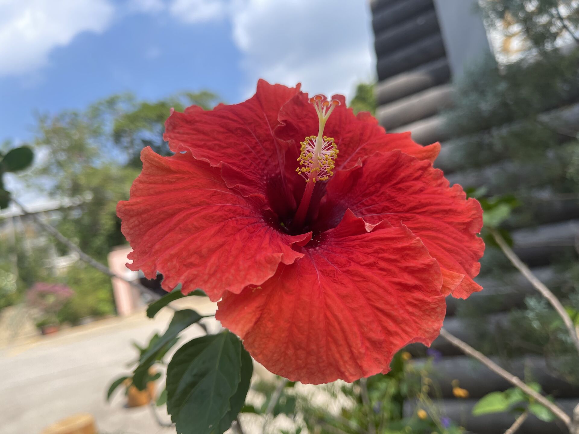https://www.fa.gov.hk/朱槿(扶桑、大紅花)