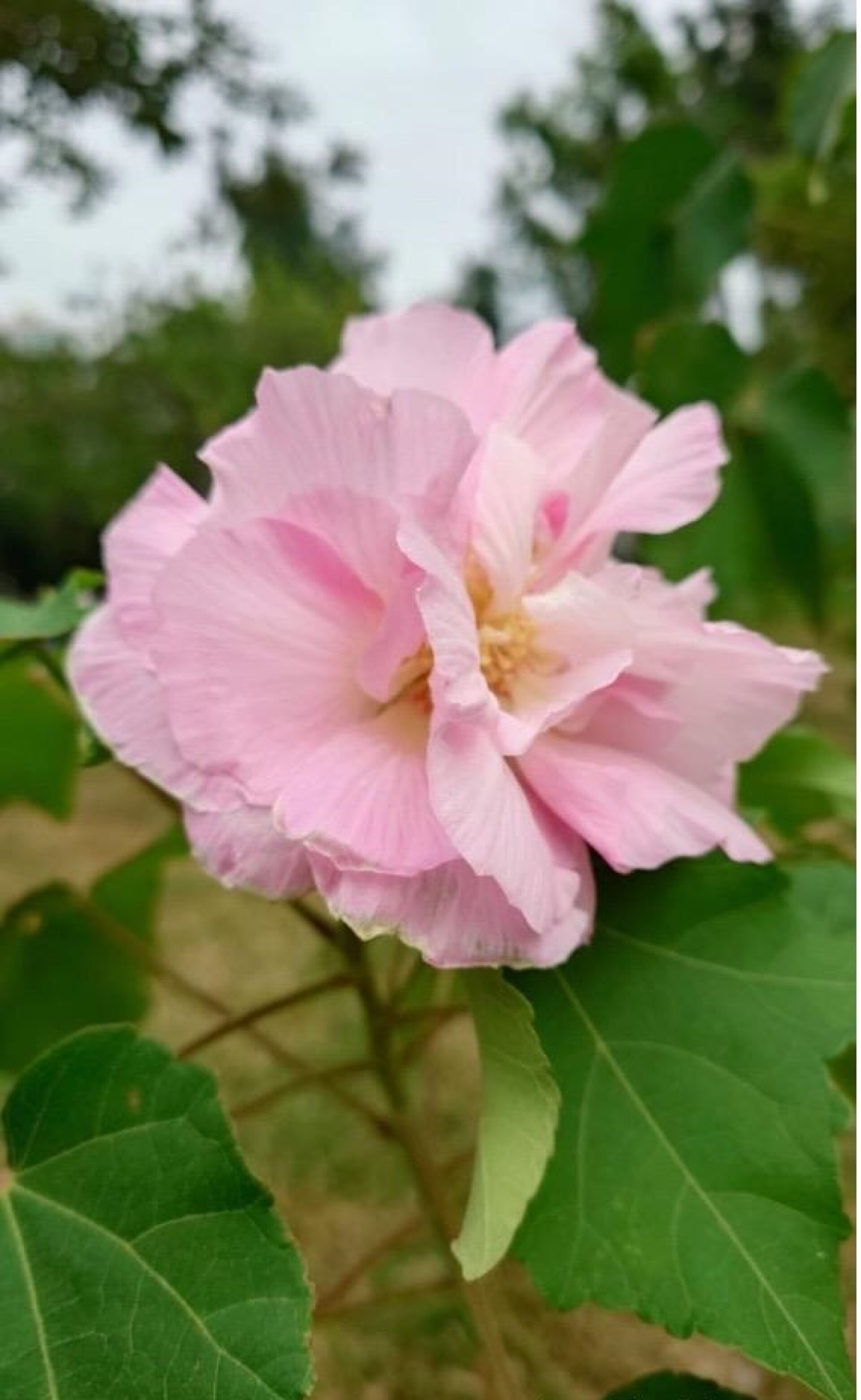 https://www.fa.gov.hk/木芙蓉