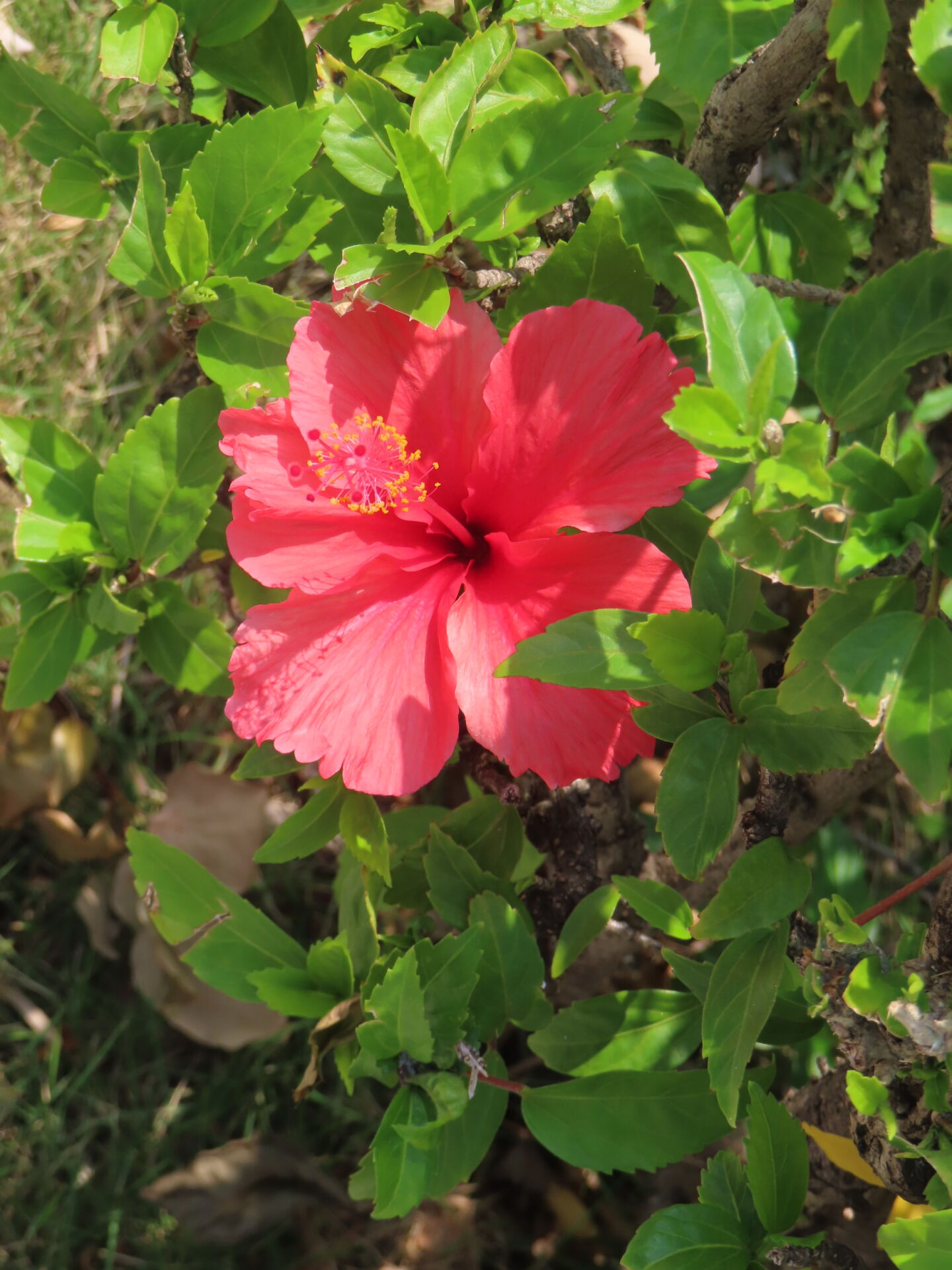 https://www.fa.gov.hk/朱槿(扶桑、大紅花)