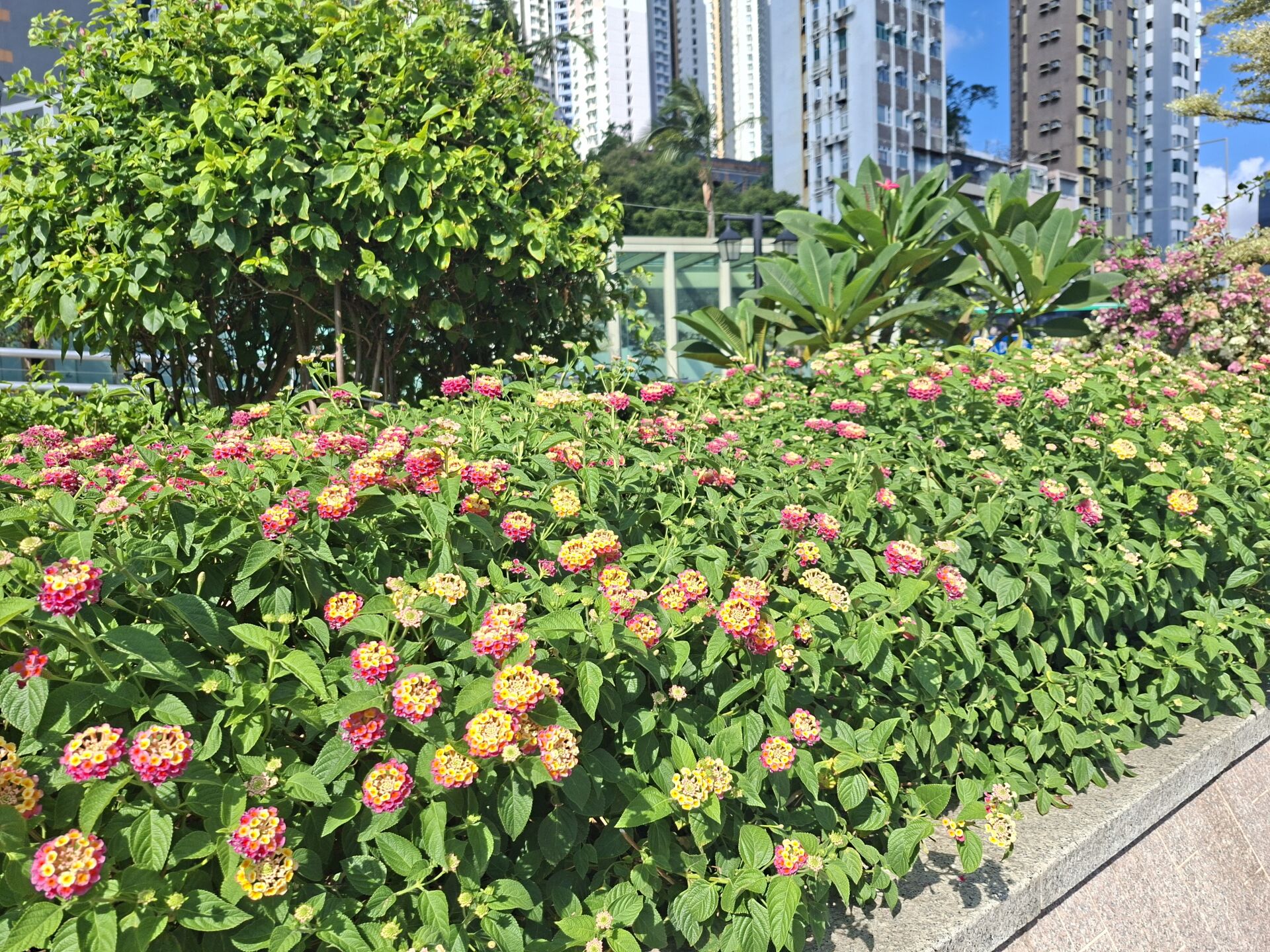 https://www.fa.gov.hk/馬纓丹