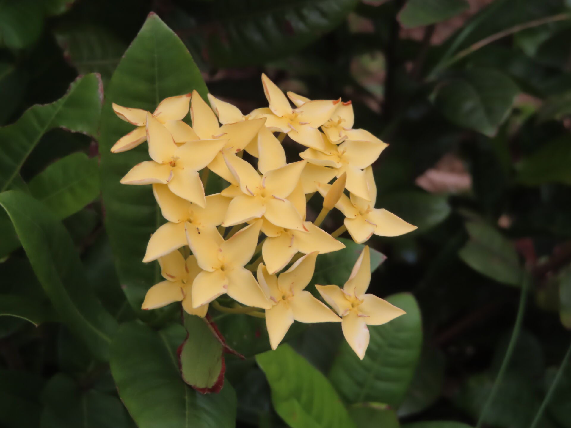 https://www.fa.gov.hk/朱槿(扶桑、大紅花)、香水連翹、龍船花、洋甘菊