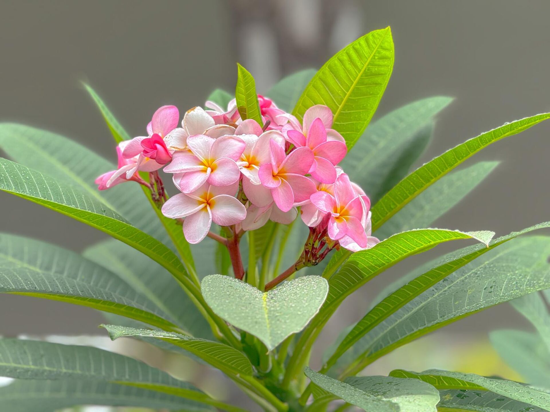 https://www.fa.gov.hk/雞蛋花