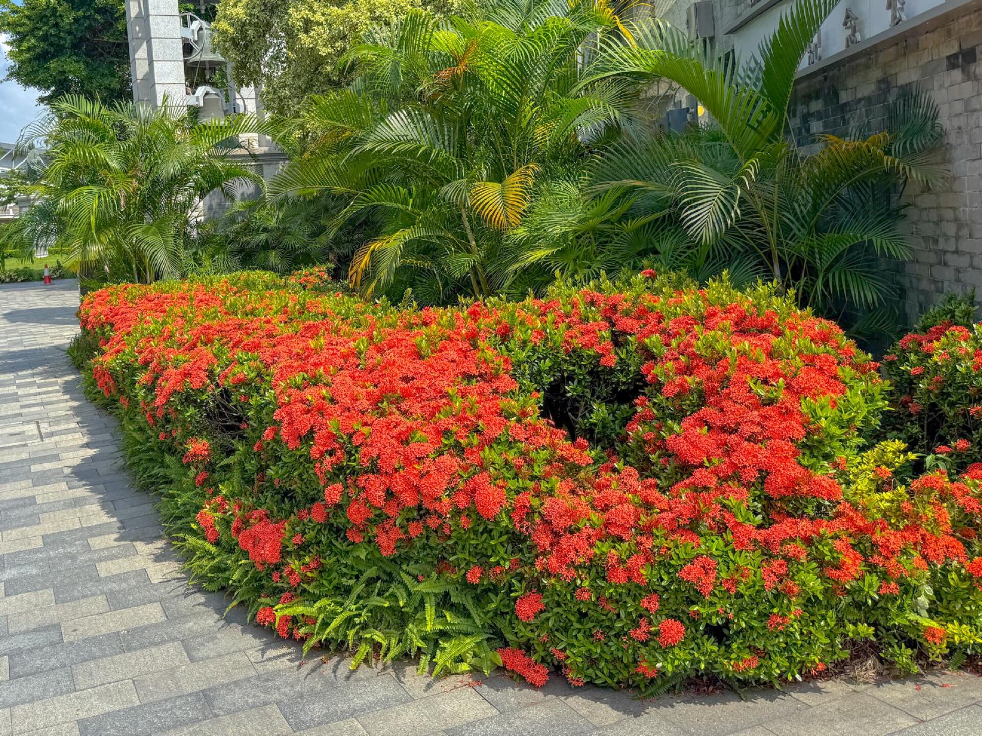 https://www.fa.gov.hk/細葉龍船花