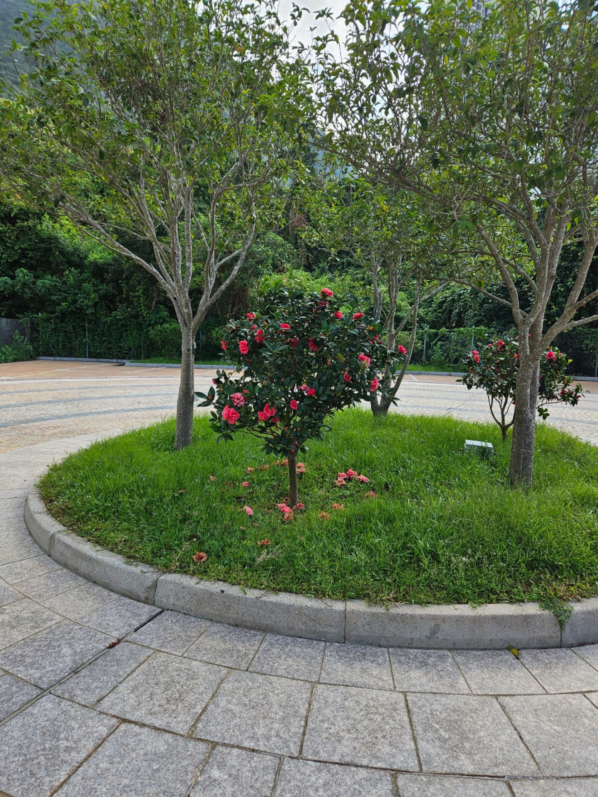 https://www.fa.gov.hk/茶花