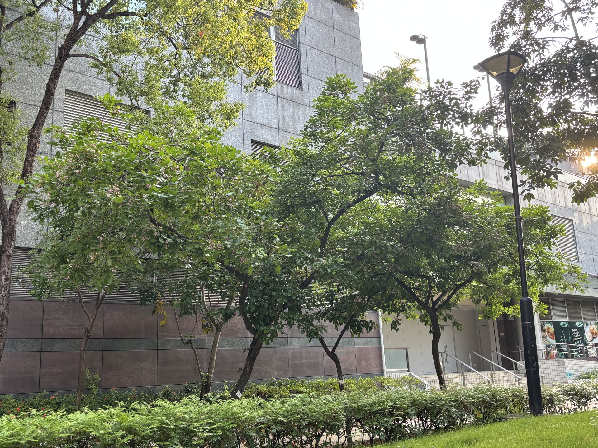 https://www.fa.gov.hk/水黃皮