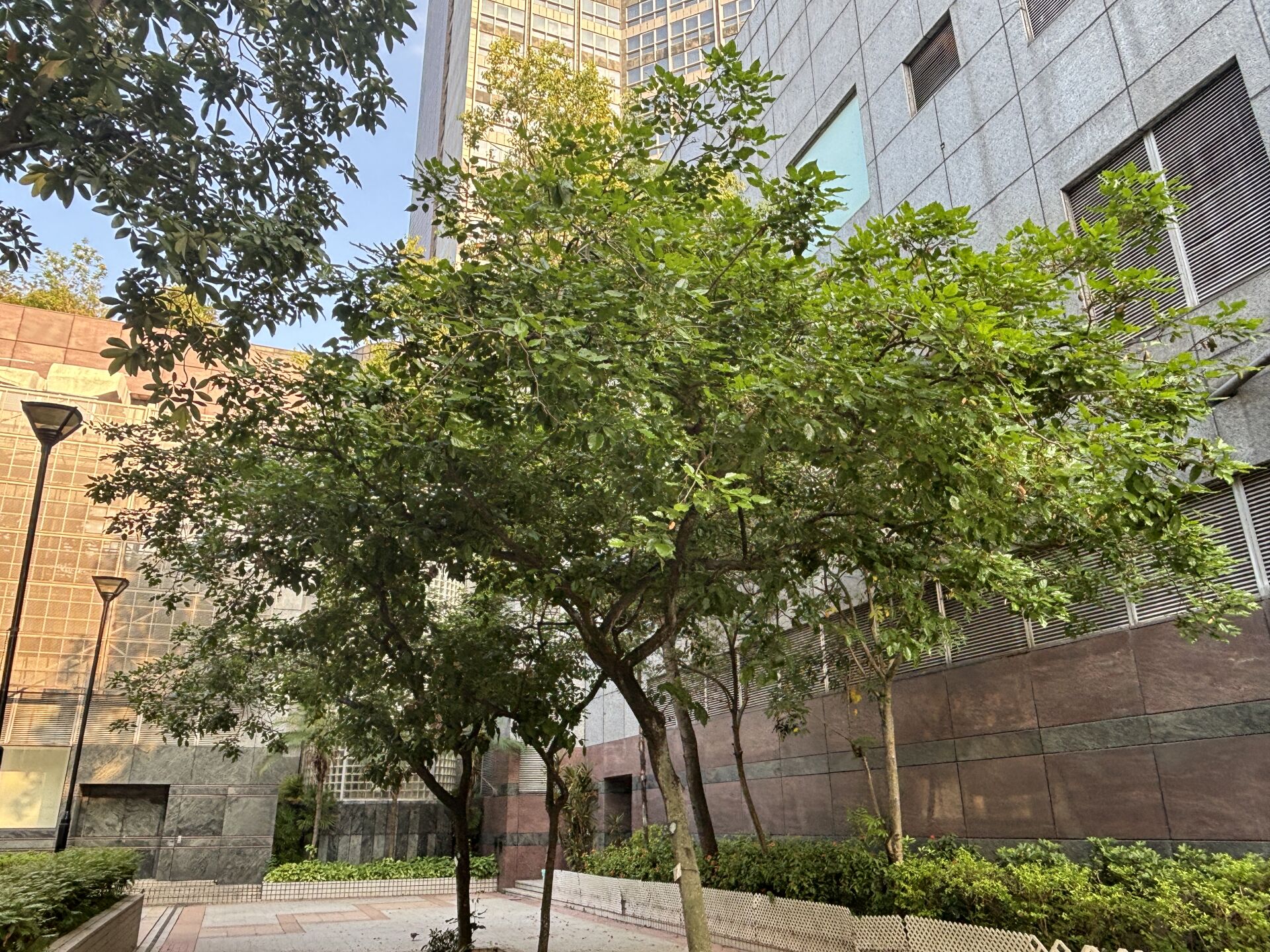 https://www.fa.gov.hk/水黃皮