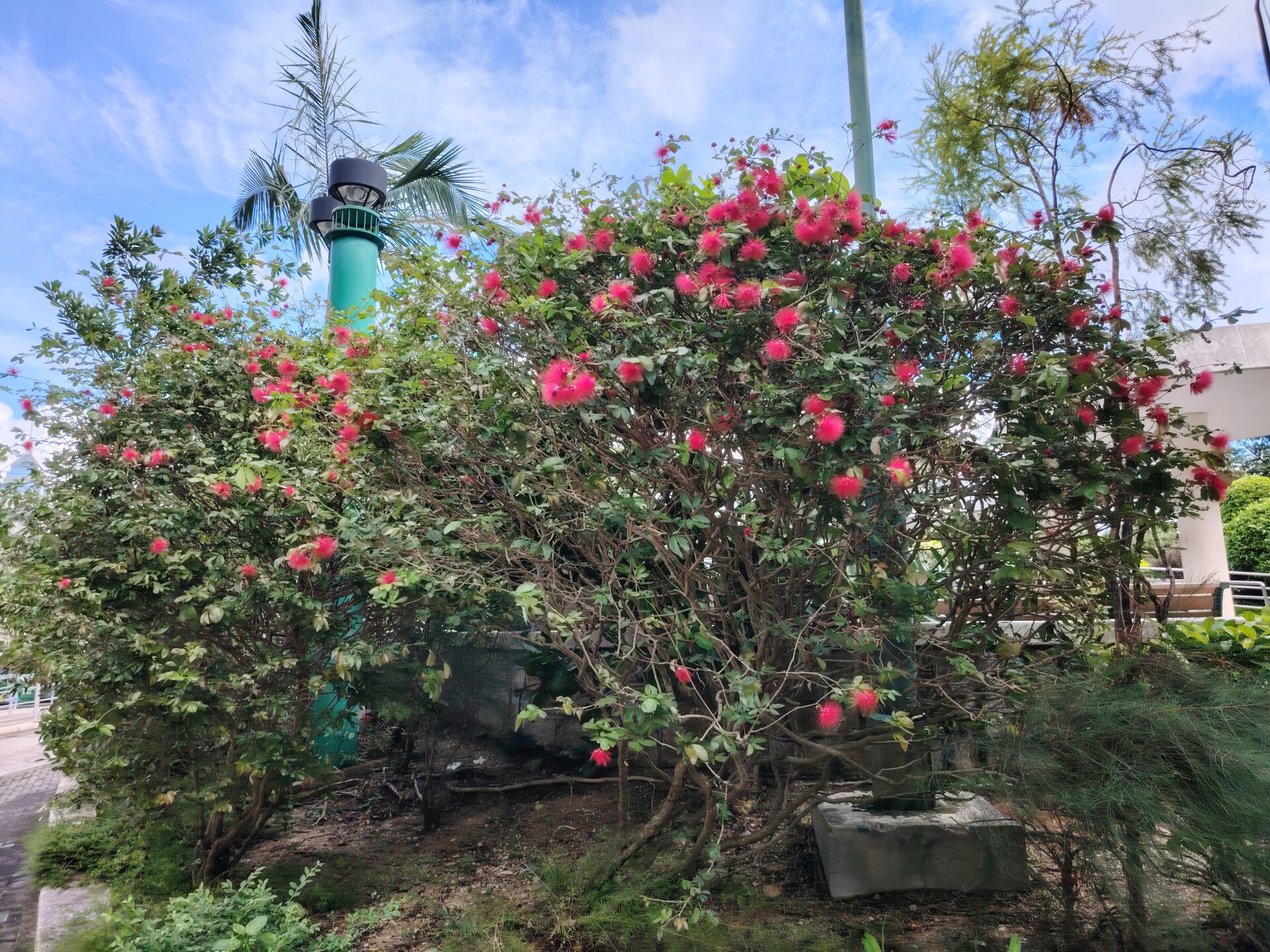 https://www.fa.gov.hk/朱纓花(紅絨球)