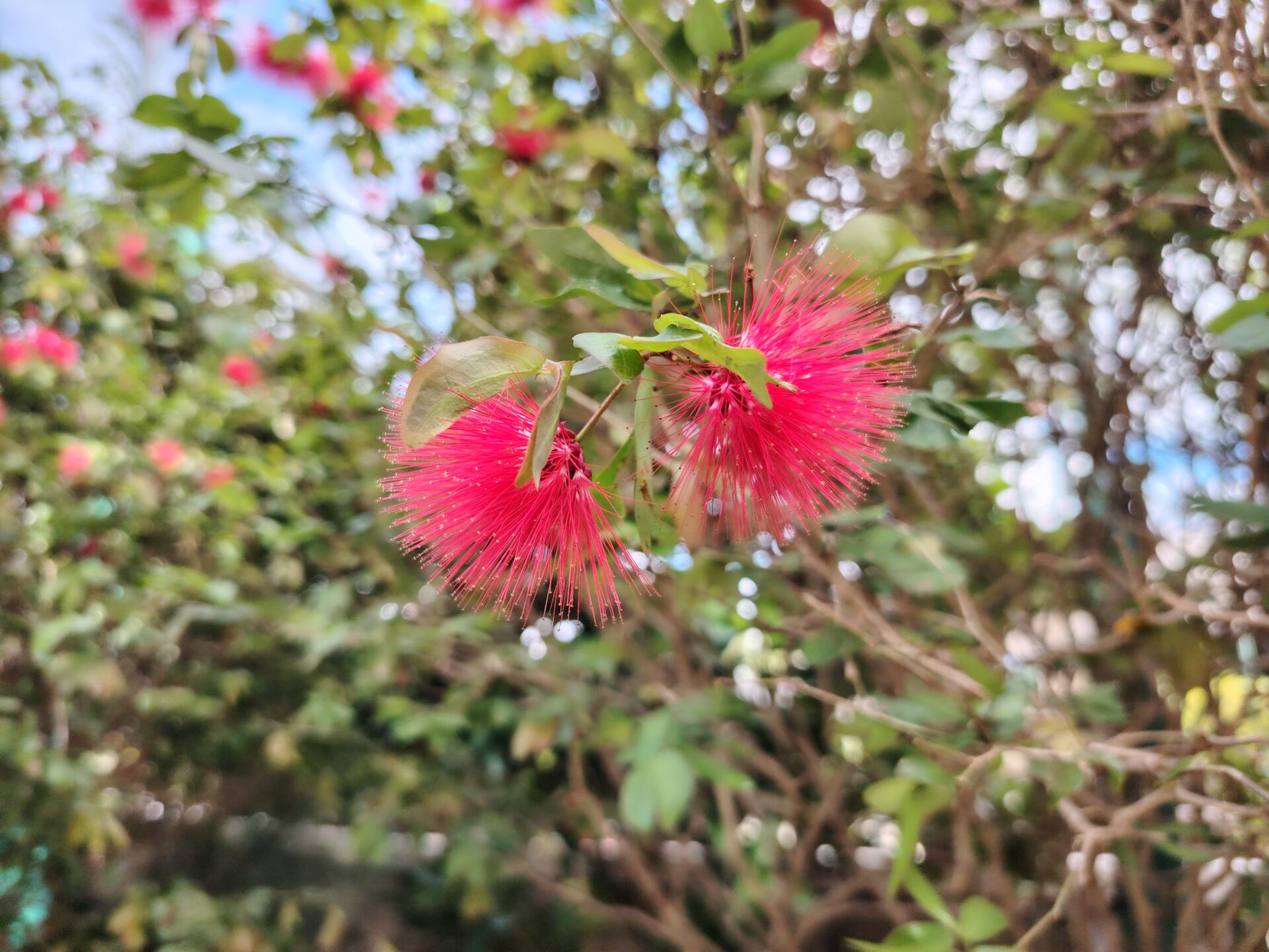 https://www.fa.gov.hk/朱纓花(紅絨球)