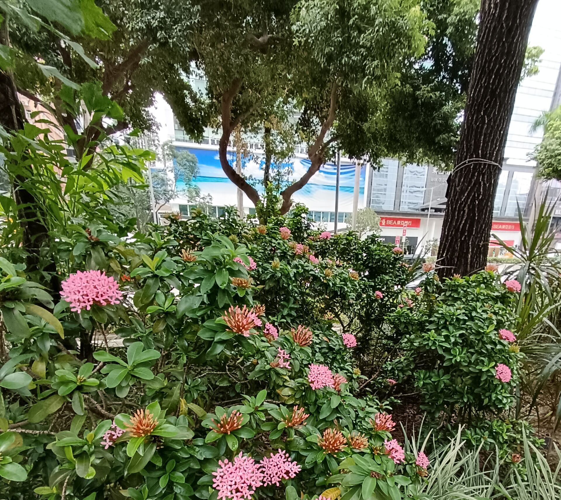 https://www.fa.gov.hk/細葉龍船花