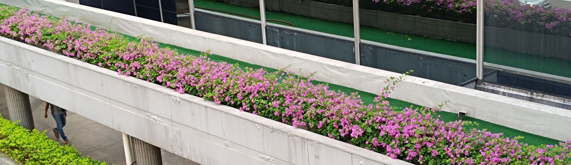 https://www.fa.gov.hk/葉子花 (簕杜鵑)