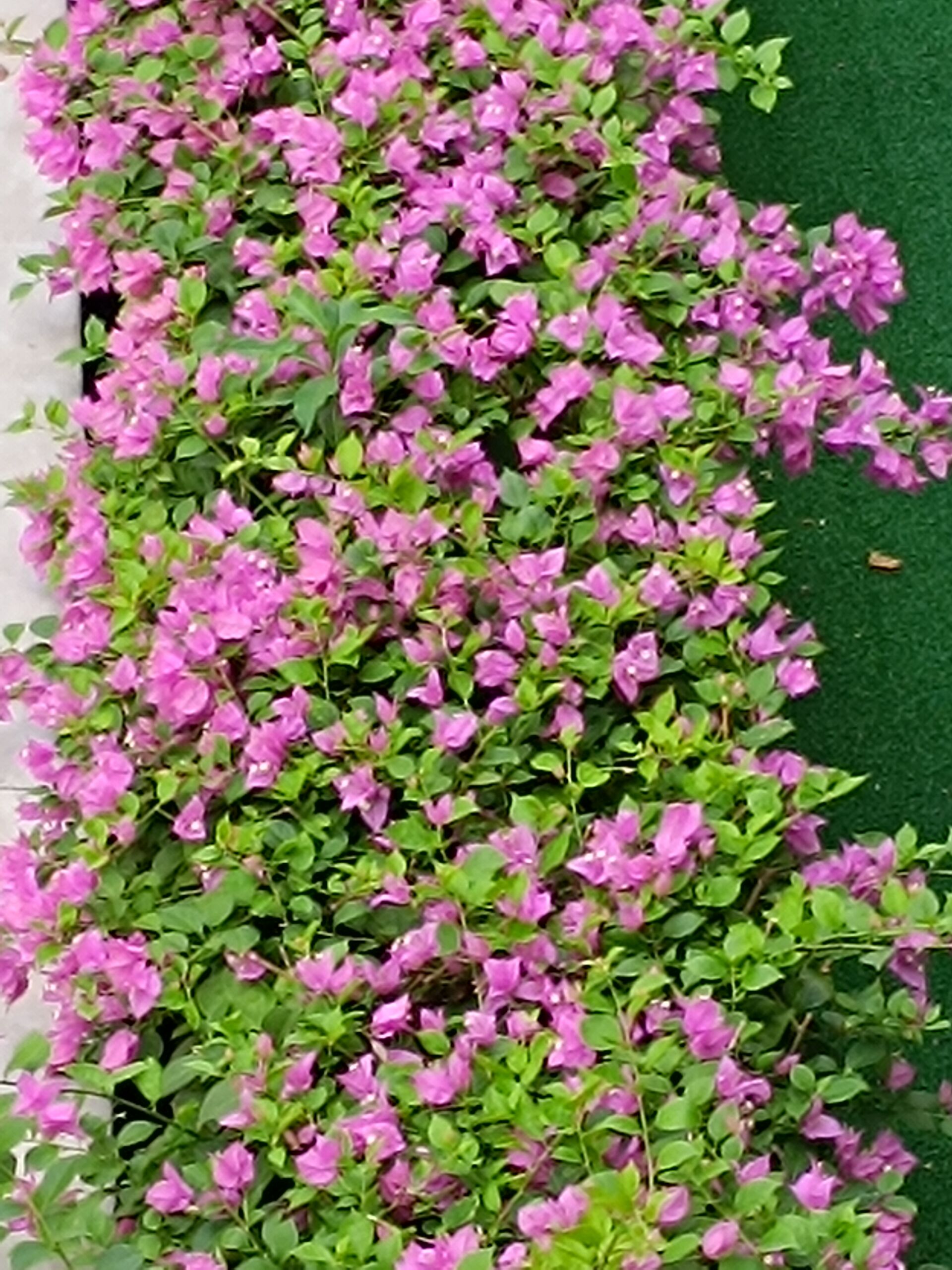 https://www.fa.gov.hk/葉子花 (簕杜鵑)