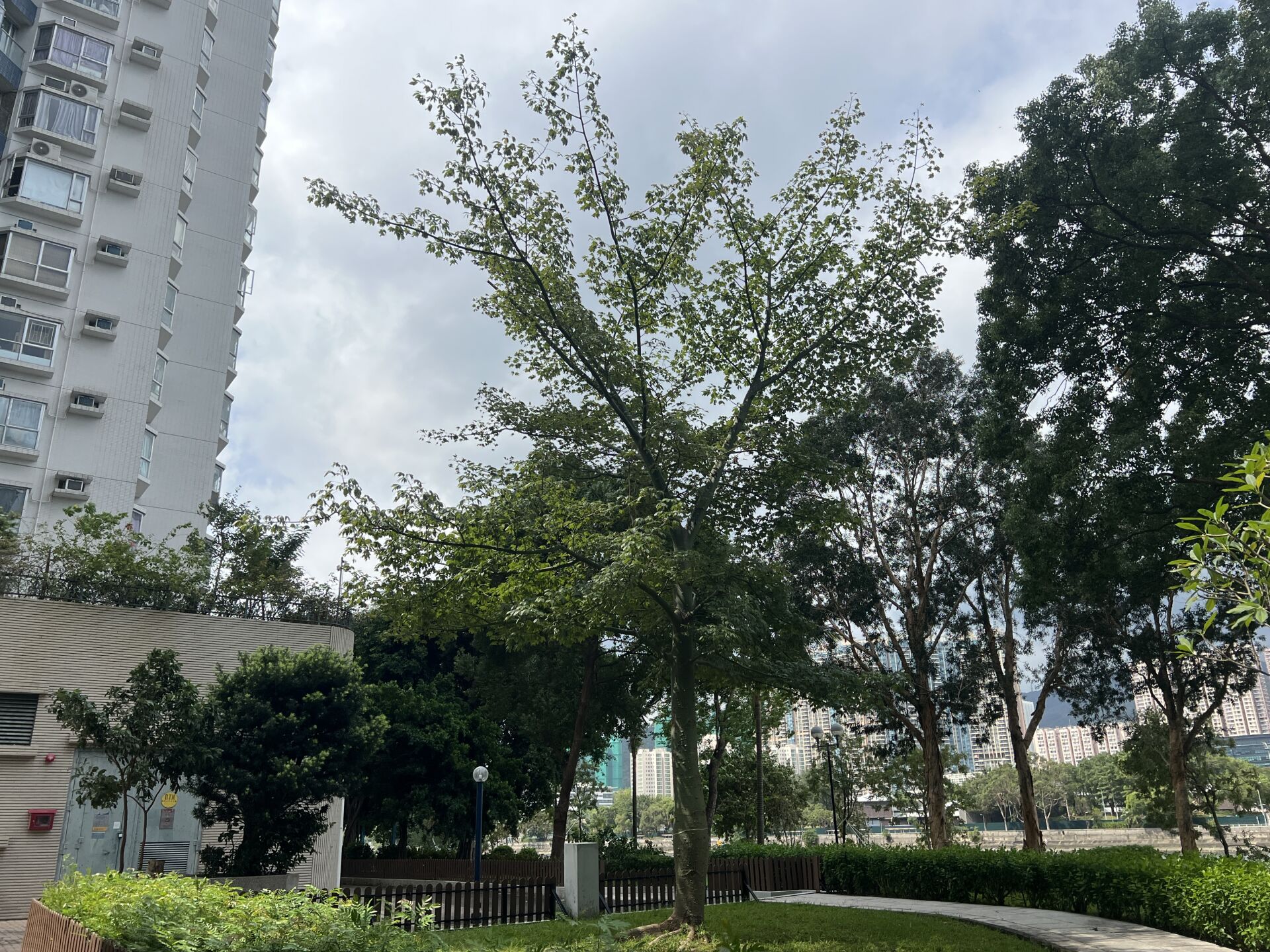 https://www.fa.gov.hk/絲木棉（美人樹）