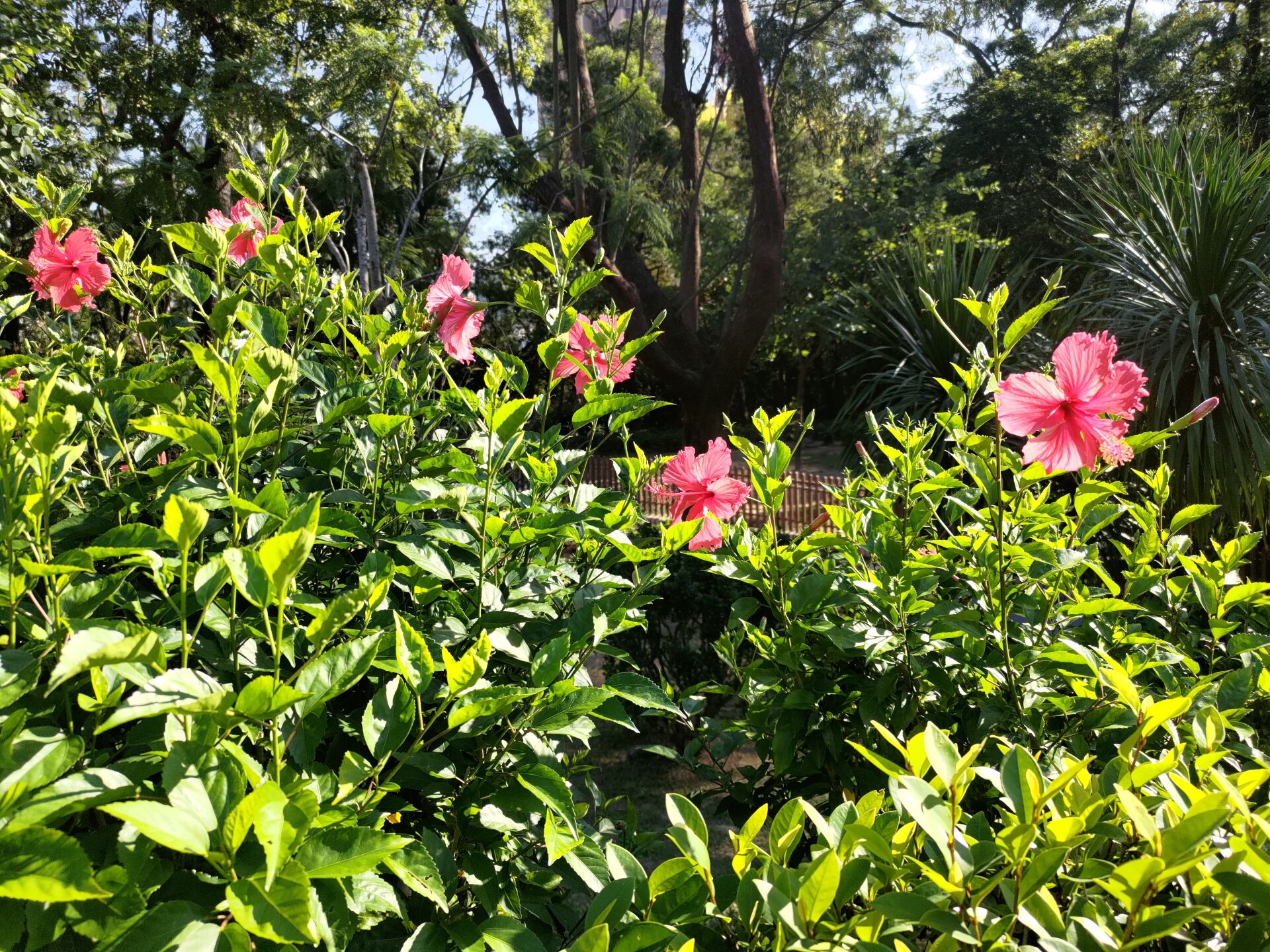 https://www.fa.gov.hk/朱槿(扶桑、大紅花)