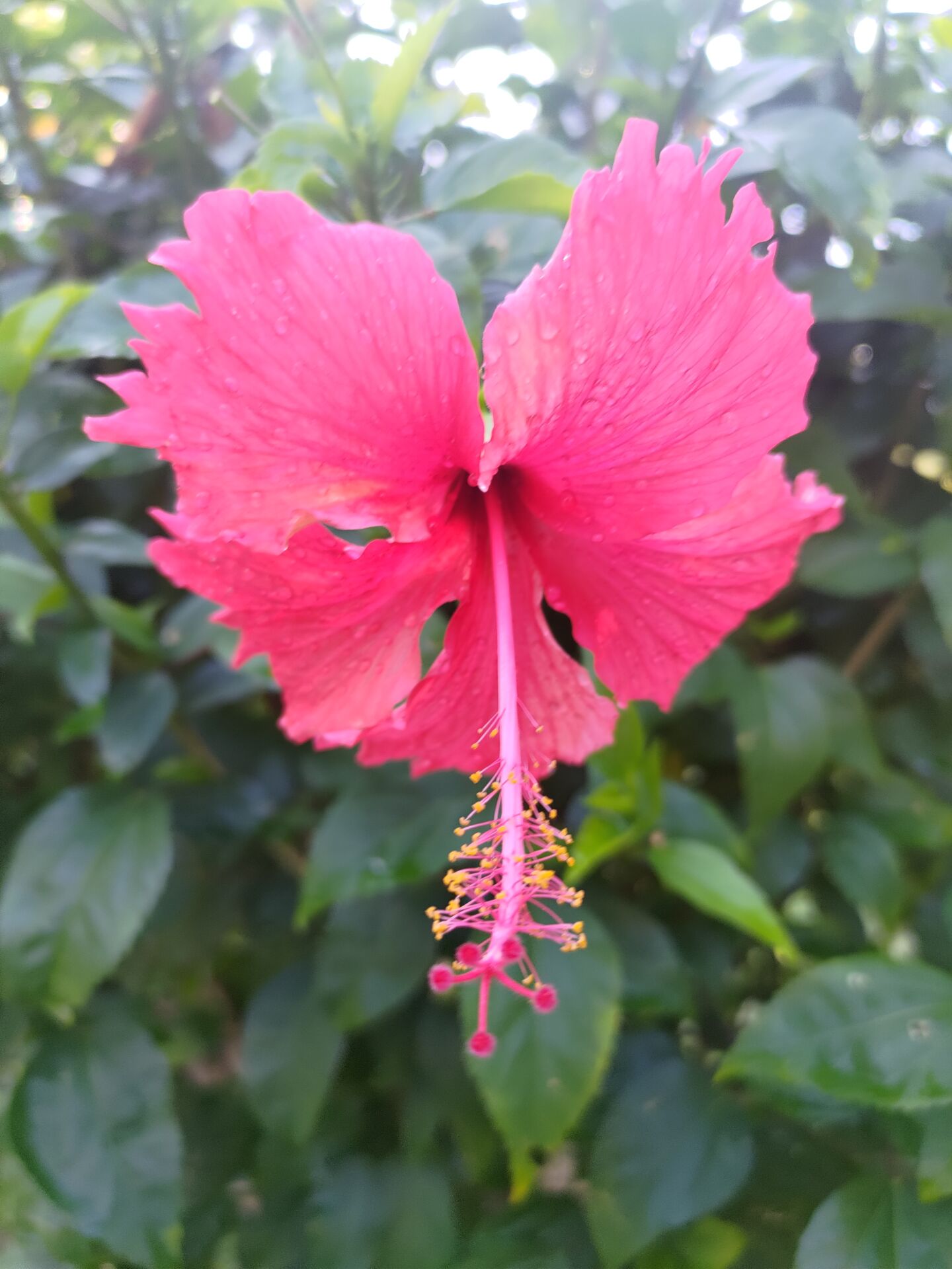 https://www.fa.gov.hk/朱槿(扶桑、大紅花)