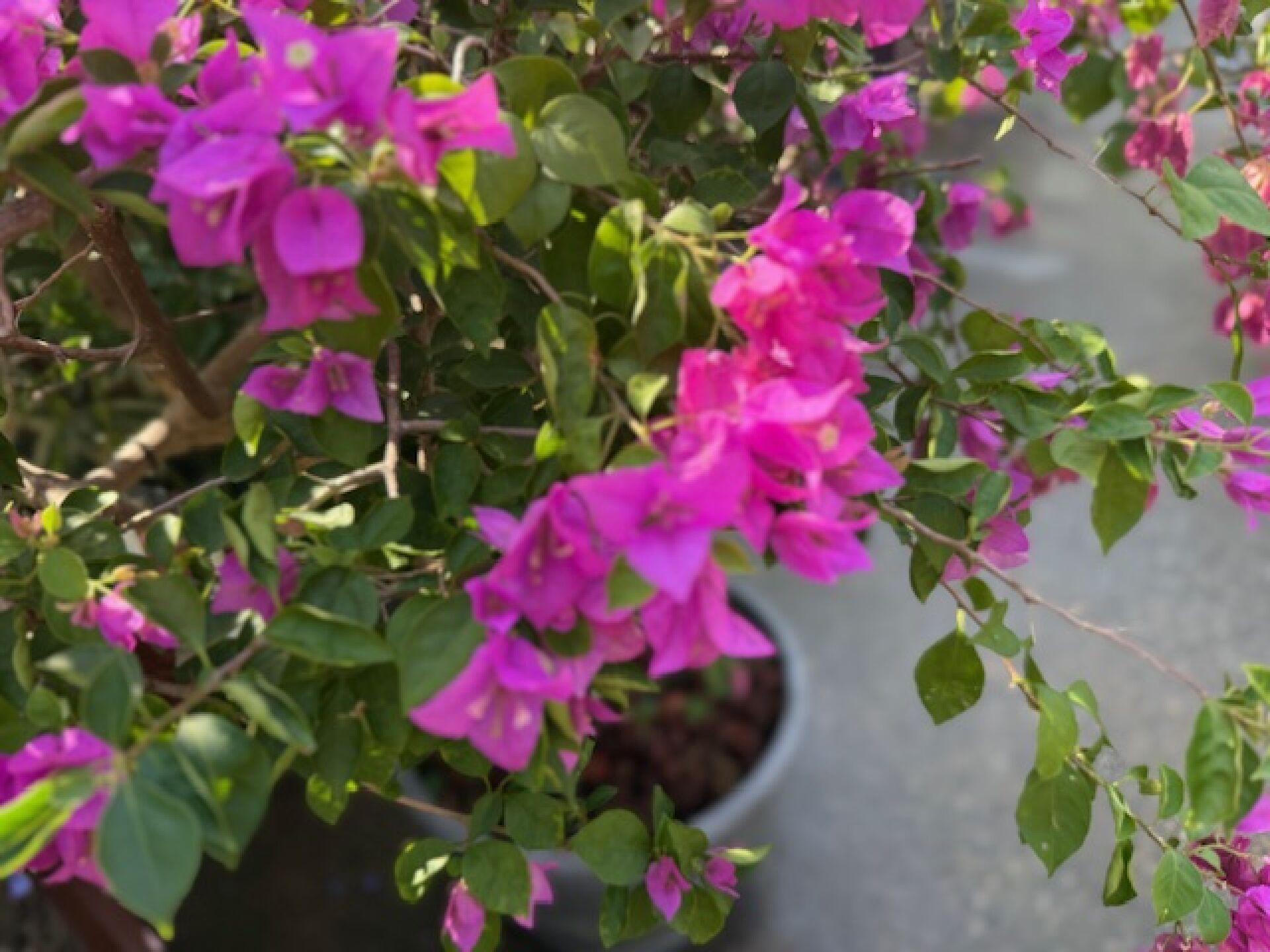 https://www.fa.gov.hk/葉子花 (簕杜鵑)