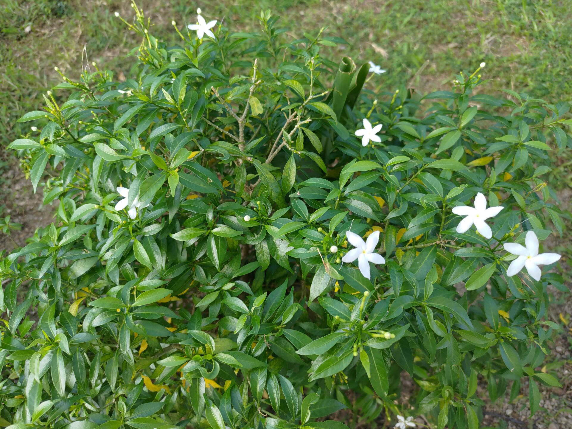 https://www.fa.gov.hk/珍珠狗牙花