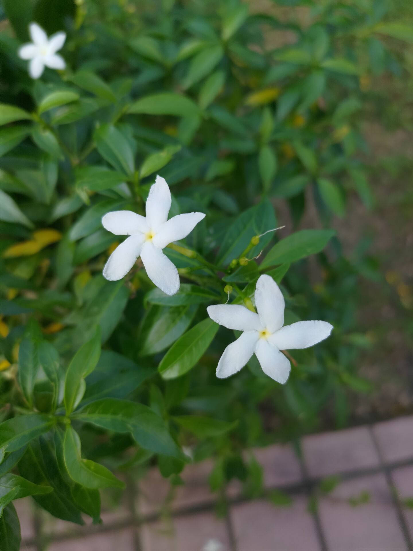 https://www.fa.gov.hk/珍珠狗牙花