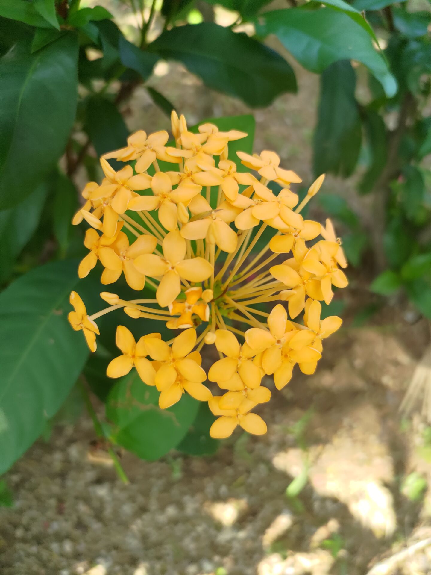 https://www.fa.gov.hk/黃花龍船花