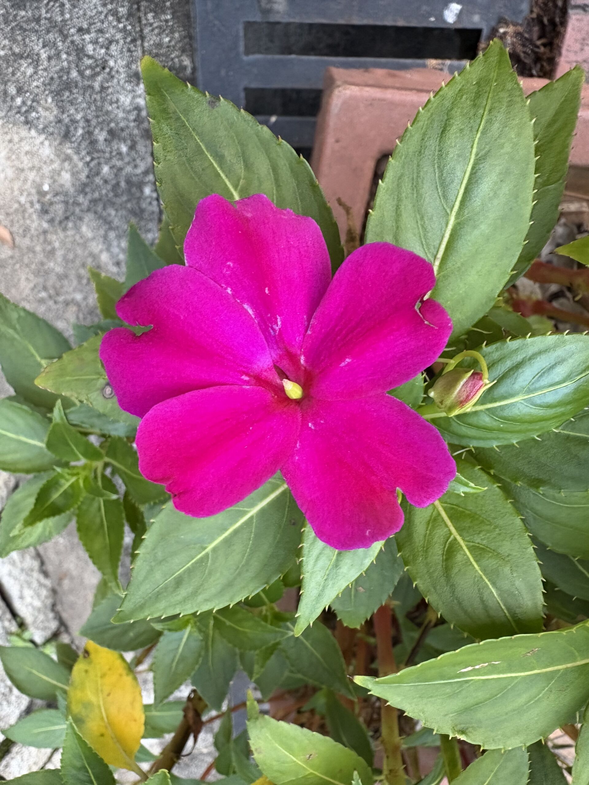 https://www.fa.gov.hk/鳳仙花
