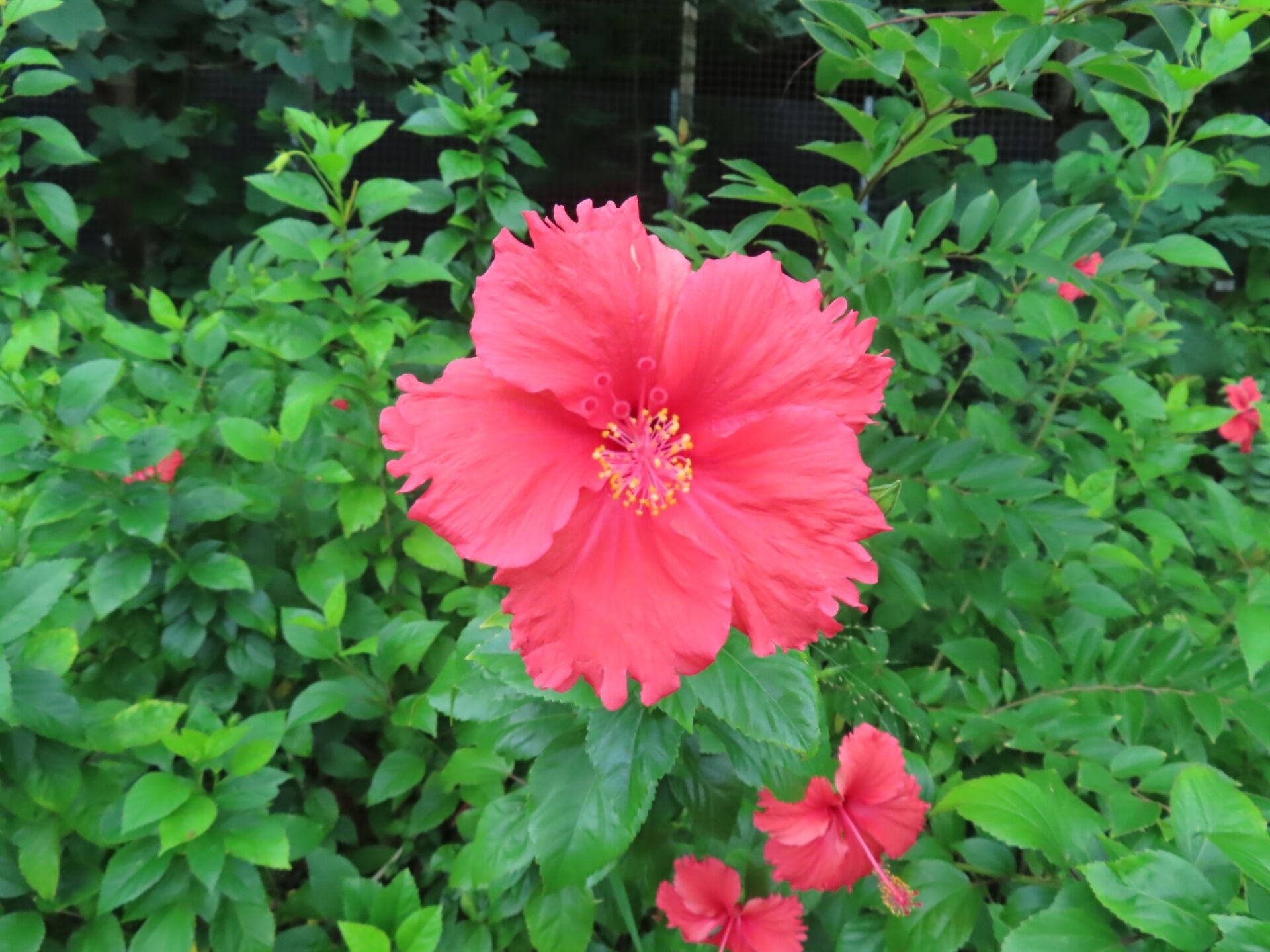 https://www.fa.gov.hk/朱槿(扶桑、大紅花)