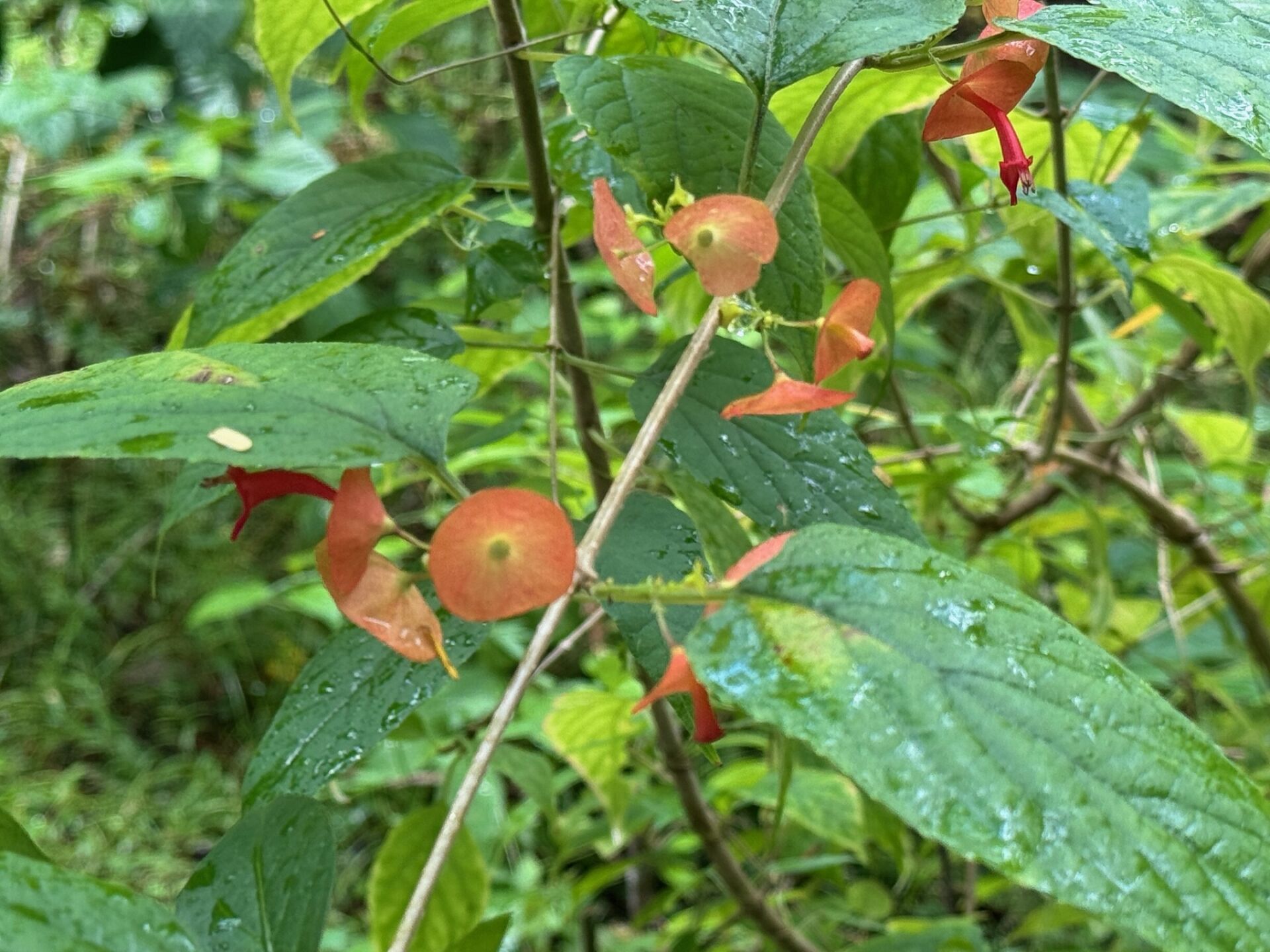 https://www.fa.gov.hk/冬紅花