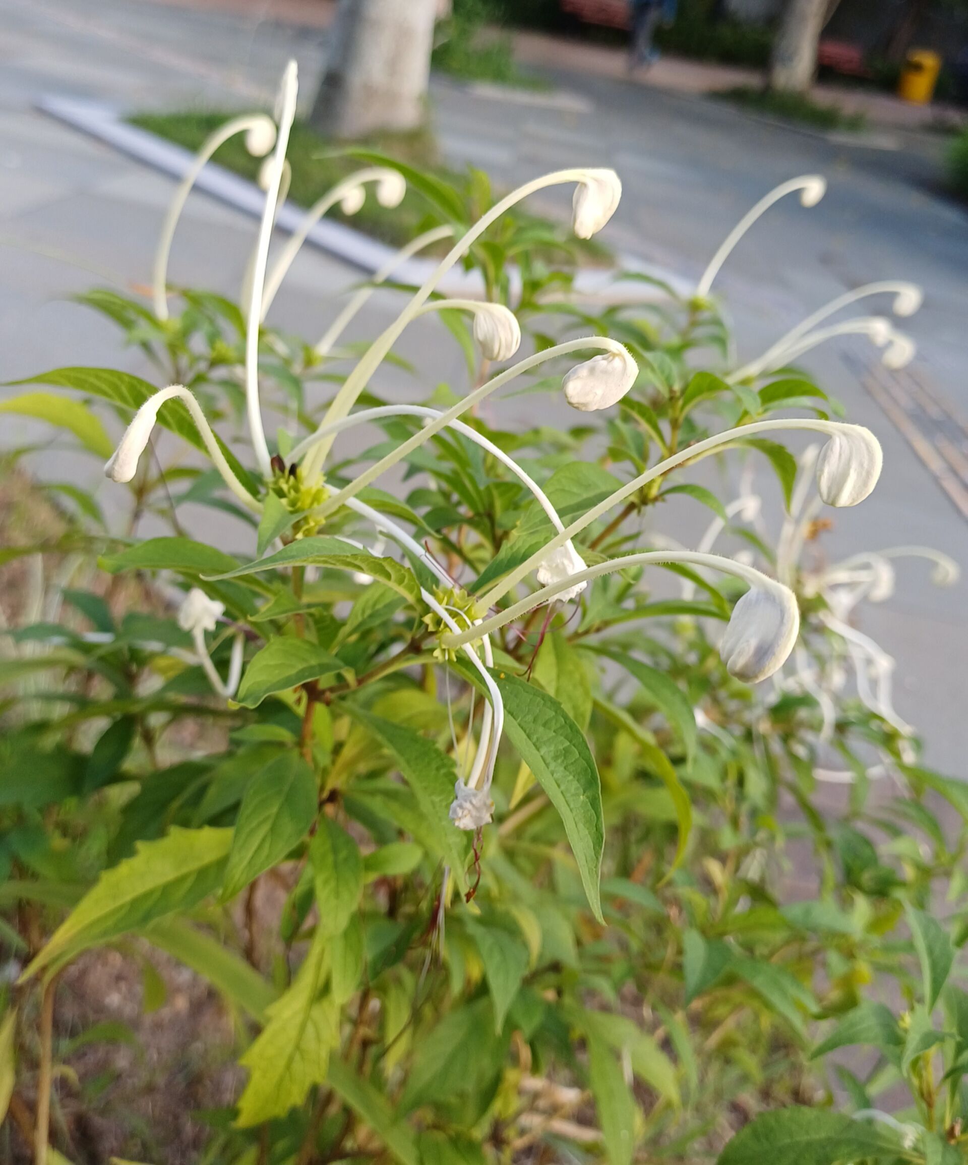 https://www.fa.gov.hk/音符花