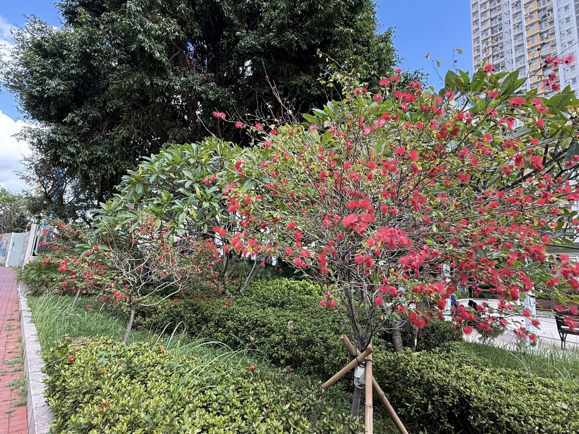 https://www.fa.gov.hk/紅粉撲花