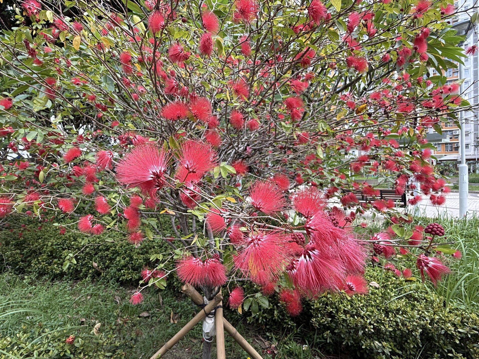https://www.fa.gov.hk/紅粉撲花