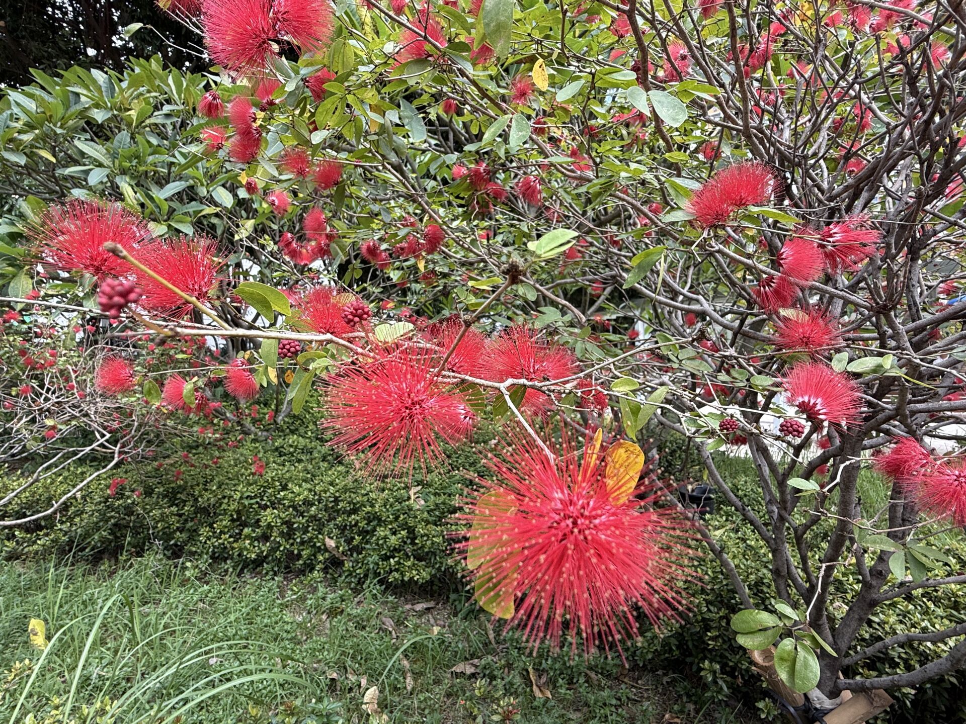 https://www.fa.gov.hk/紅粉撲花