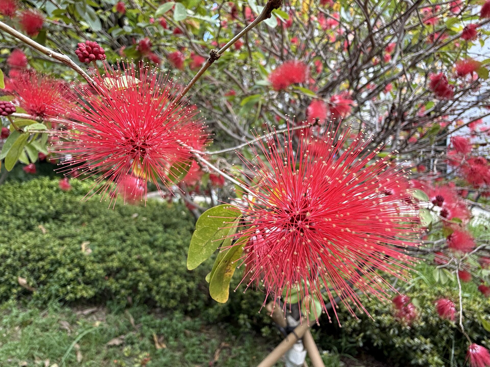https://www.fa.gov.hk/紅粉撲花
