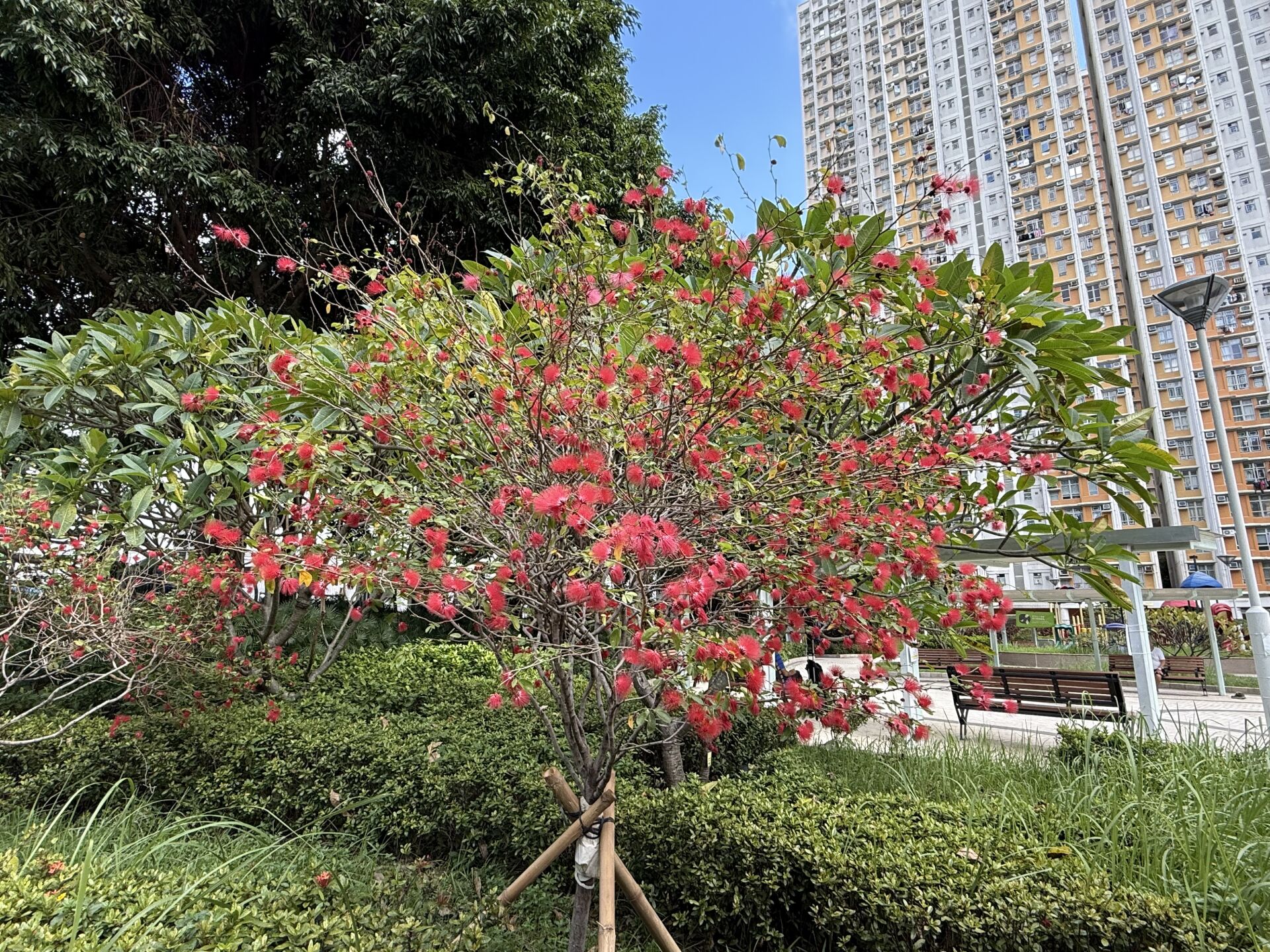 https://www.fa.gov.hk/紅粉撲花
