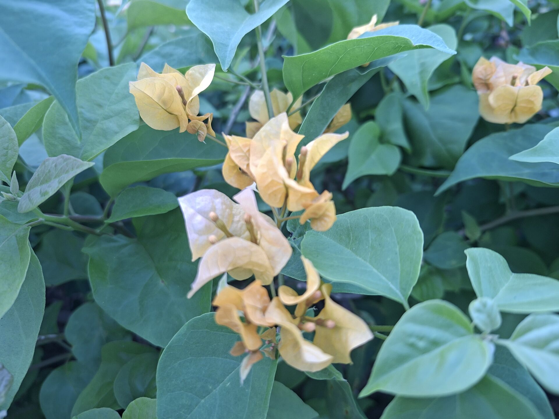 https://www.fa.gov.hk/葉子花 (簕杜鵑)