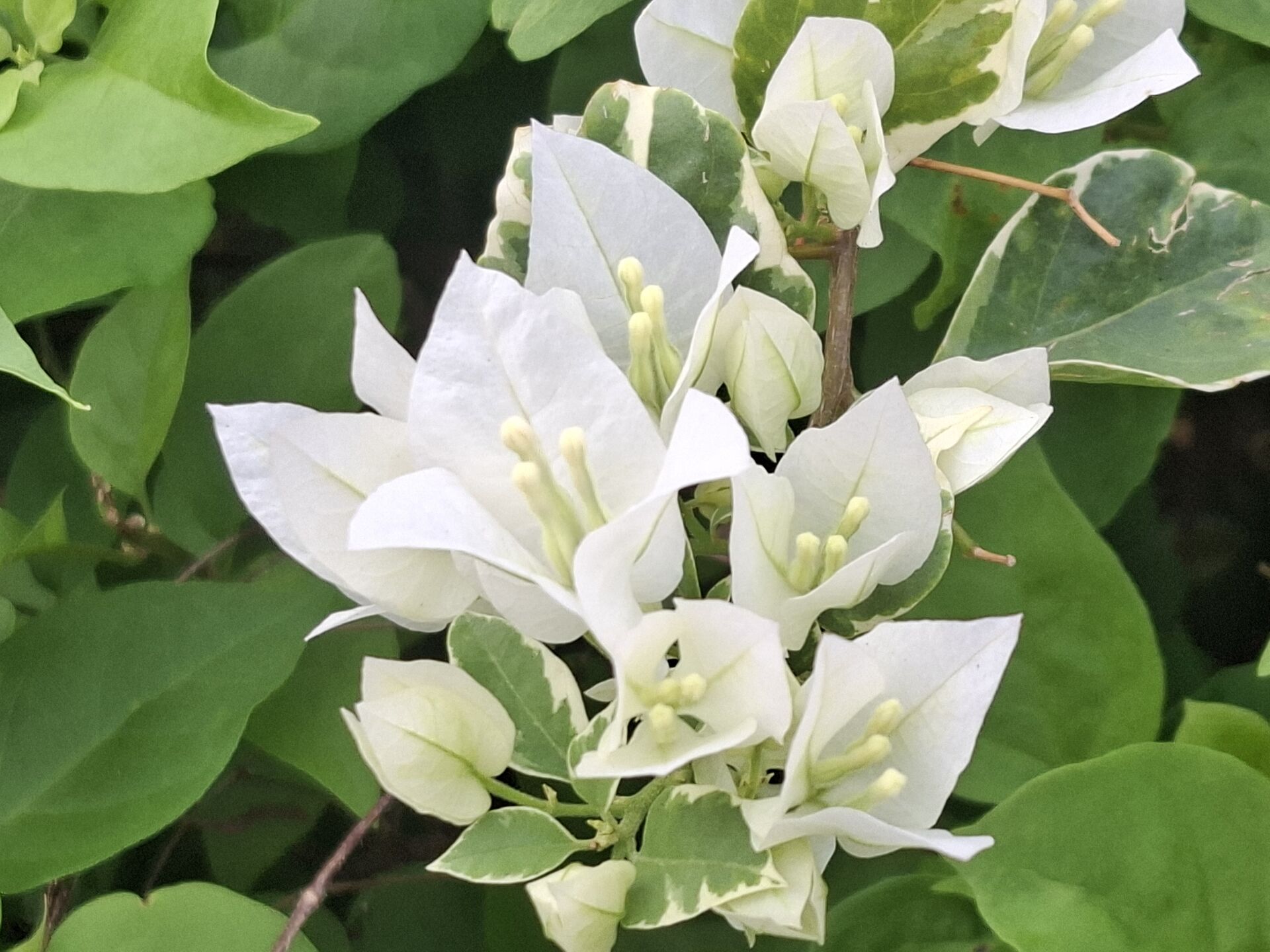 https://www.fa.gov.hk/葉子花 (簕杜鵑)
