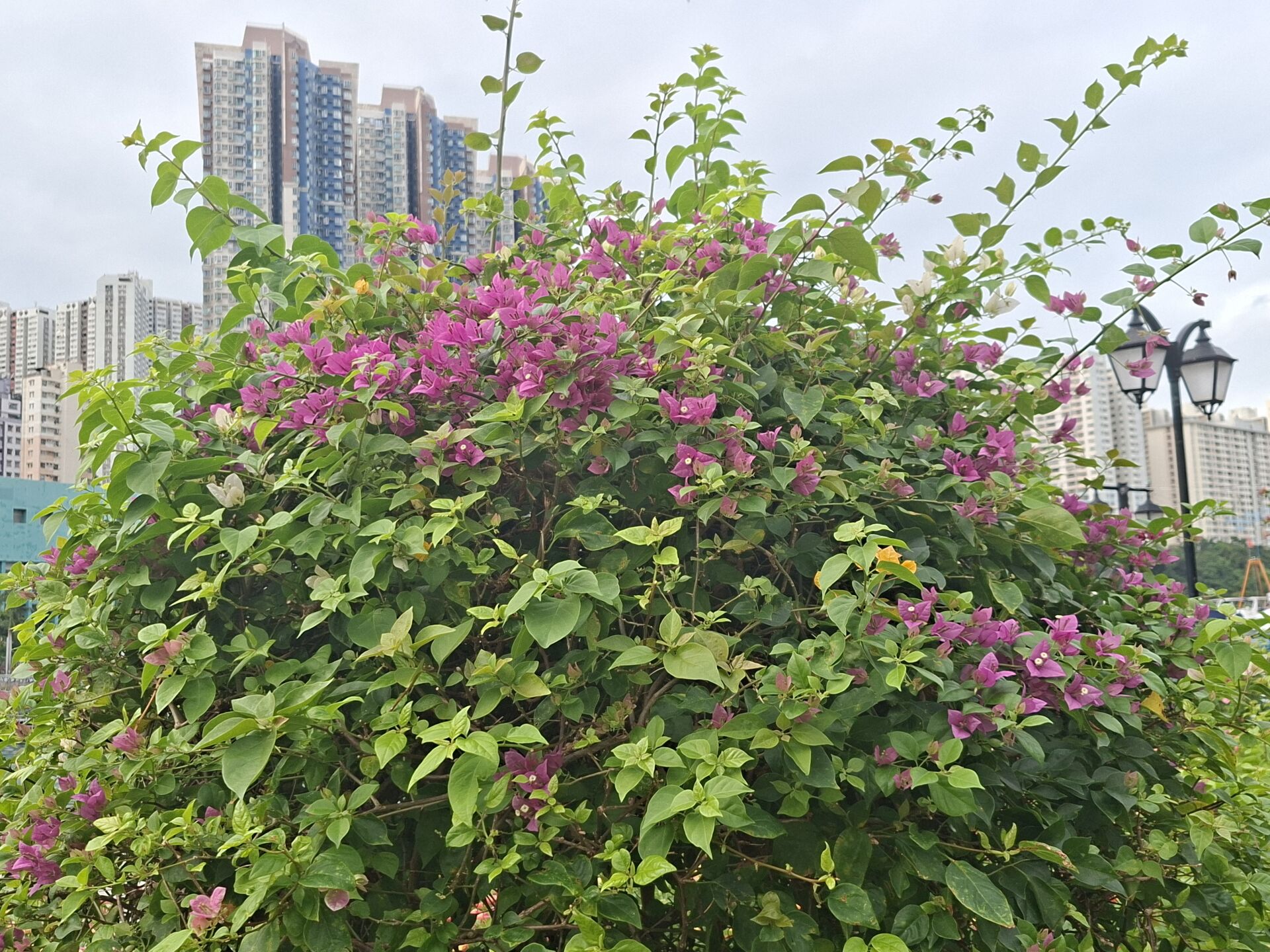 https://www.fa.gov.hk/葉子花 (簕杜鵑)