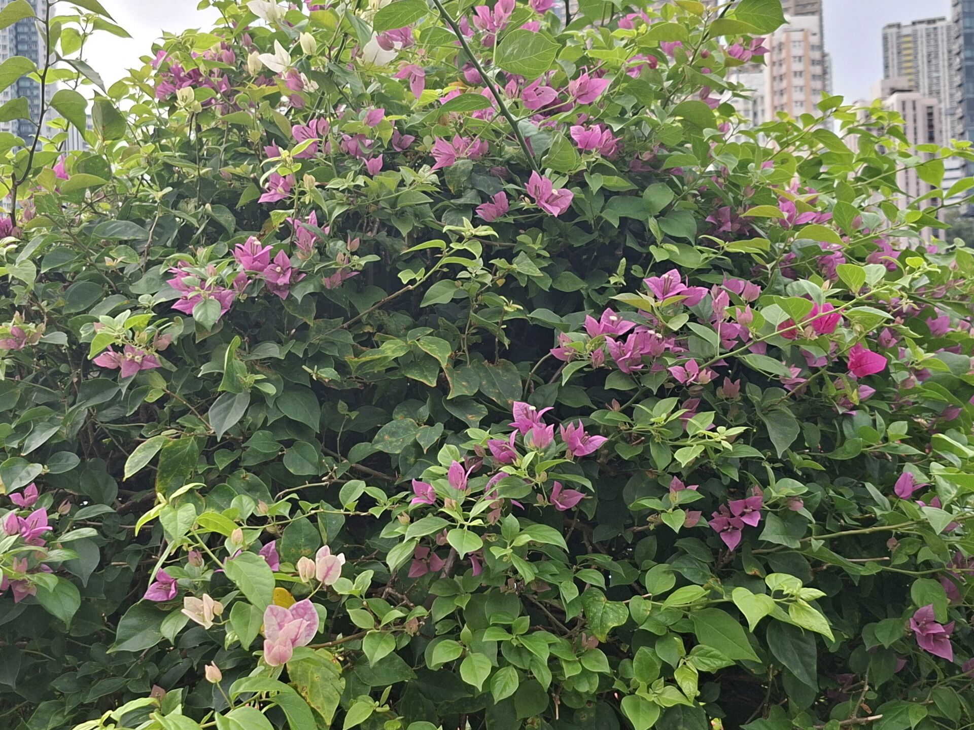 https://www.fa.gov.hk/葉子花 (簕杜鵑)