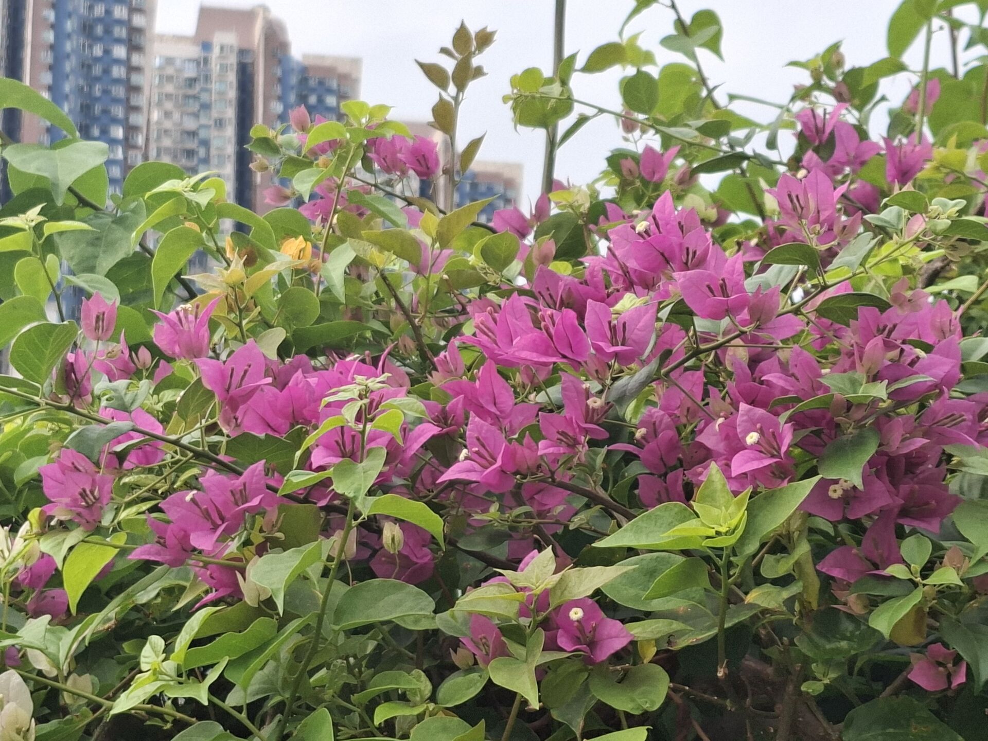 https://www.fa.gov.hk/葉子花 (簕杜鵑)