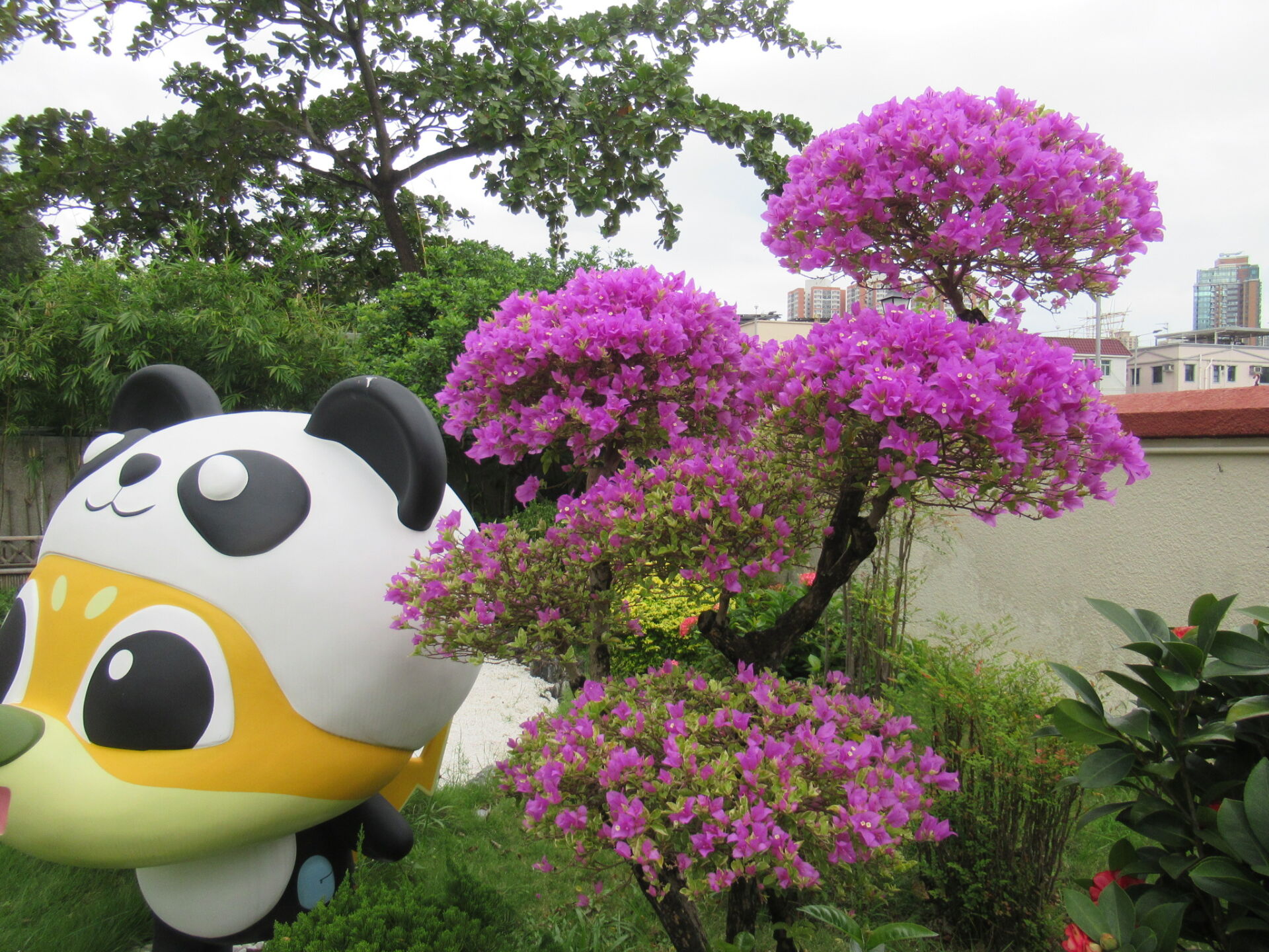https://www.fa.gov.hk/葉子花(簕杜鵑)