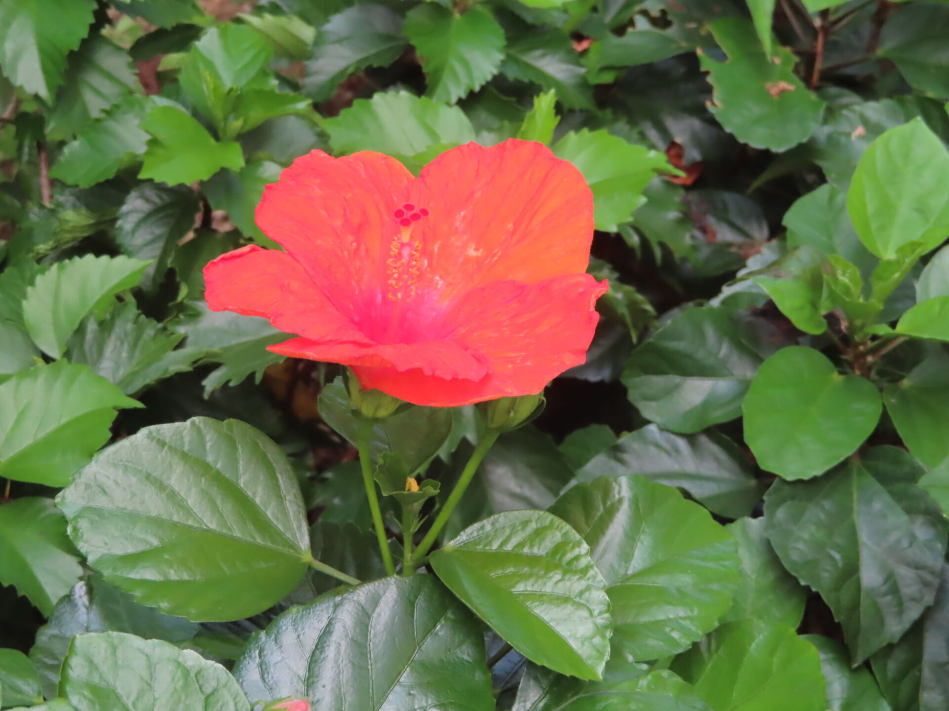 https://www.fa.gov.hk/朱槿(扶桑、大紅花)