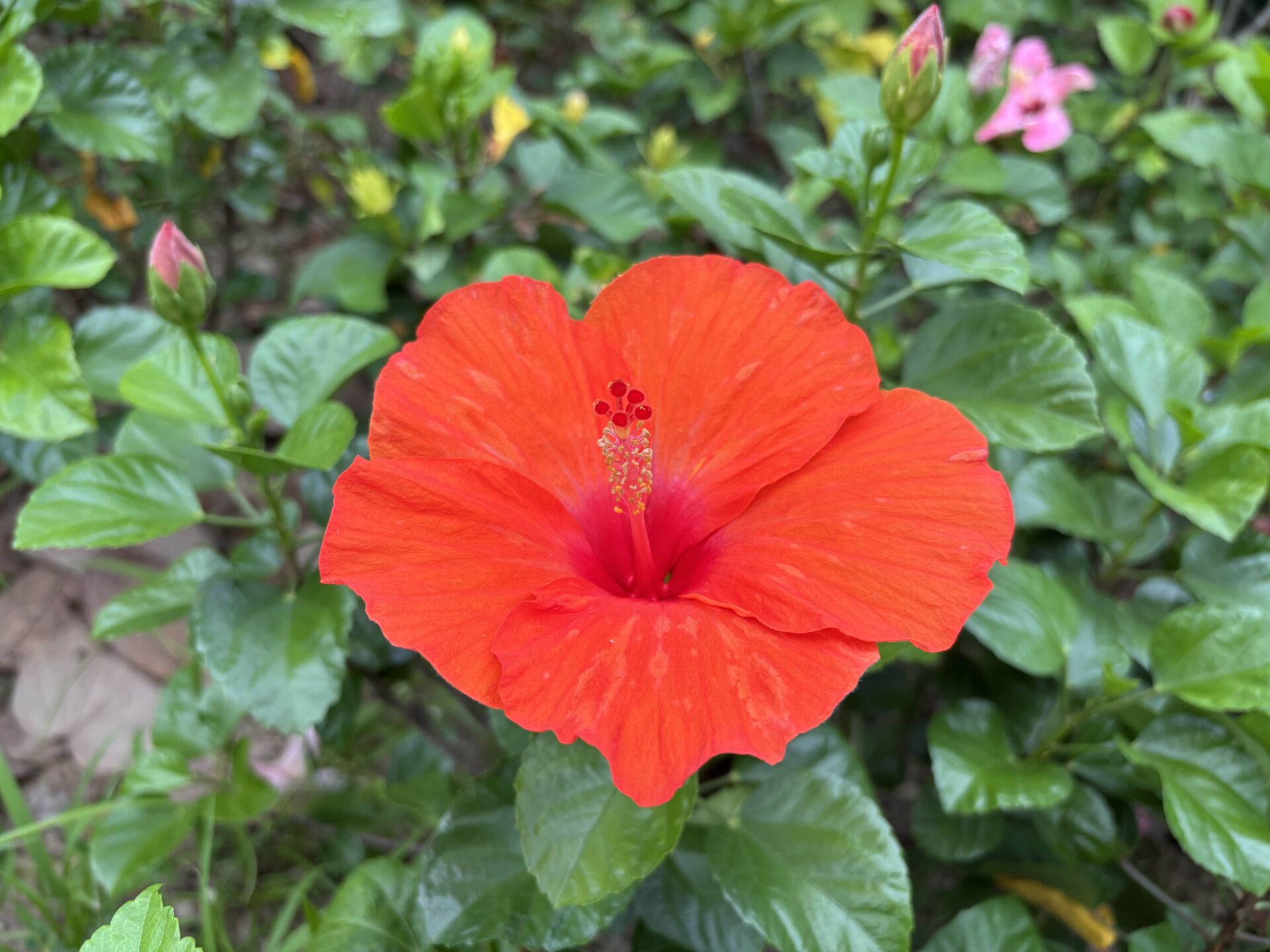 https://www.fa.gov.hk/朱槿(扶桑、大紅花)	