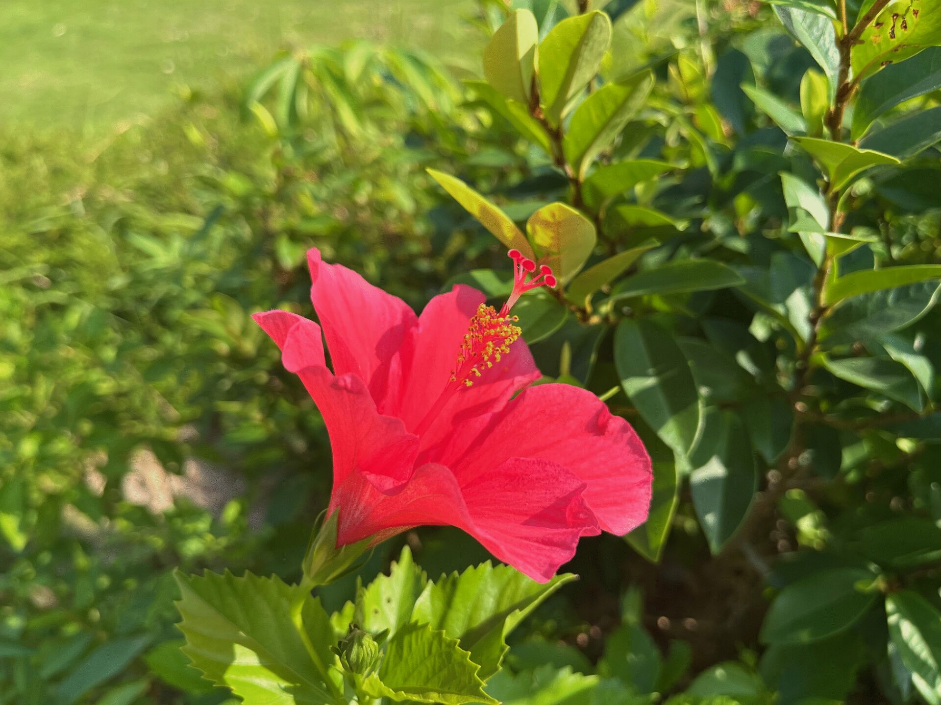https://www.fa.gov.hk/朱槿(扶桑、大紅花)	