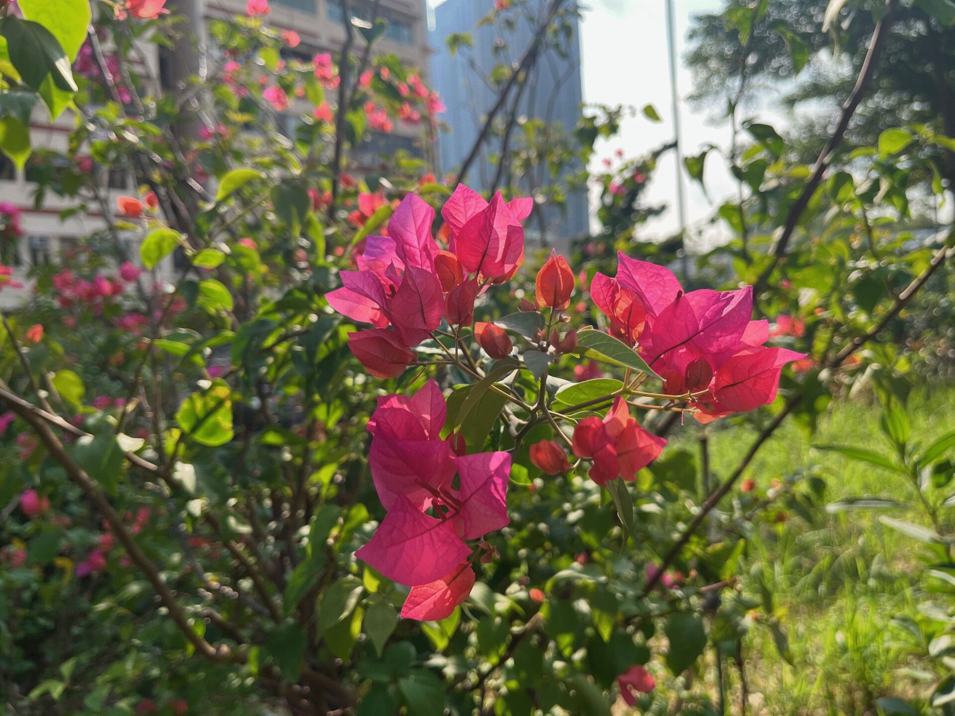 https://www.fa.gov.hk/葉子花(簕杜鵑)