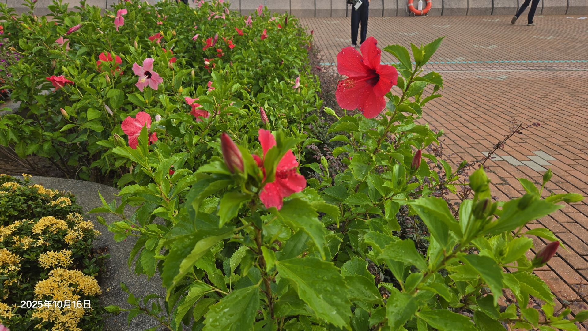 https://www.fa.gov.hk/朱槿(扶桑、大紅花)