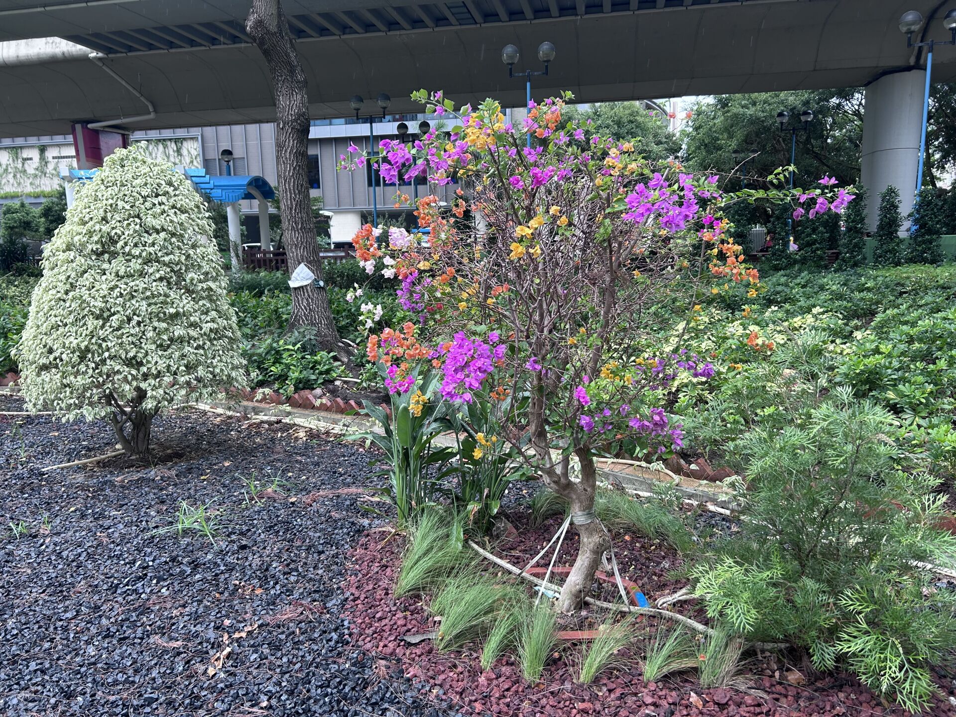 葉子花 (簕杜鵑)