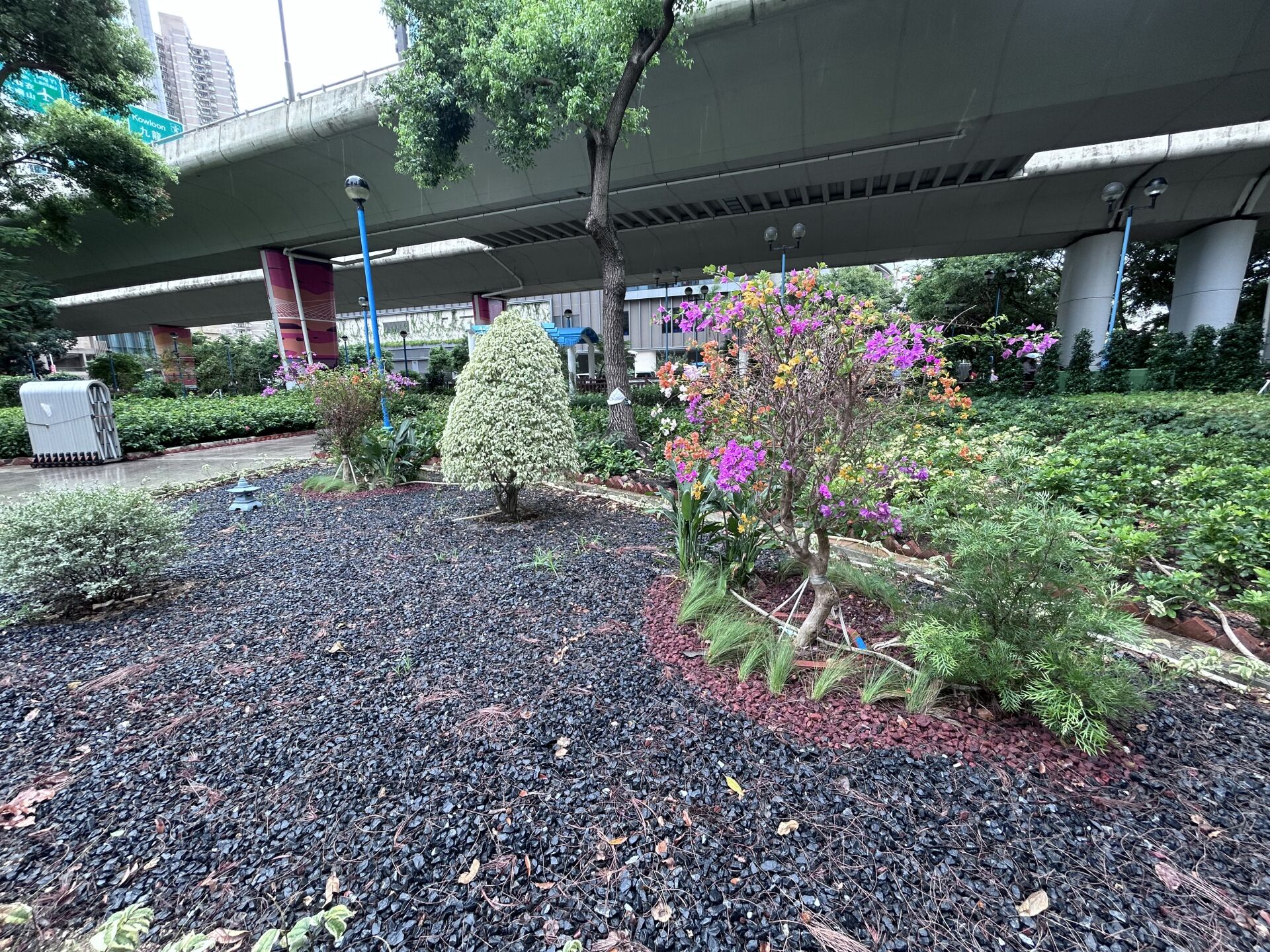 葉子花 (簕杜鵑)