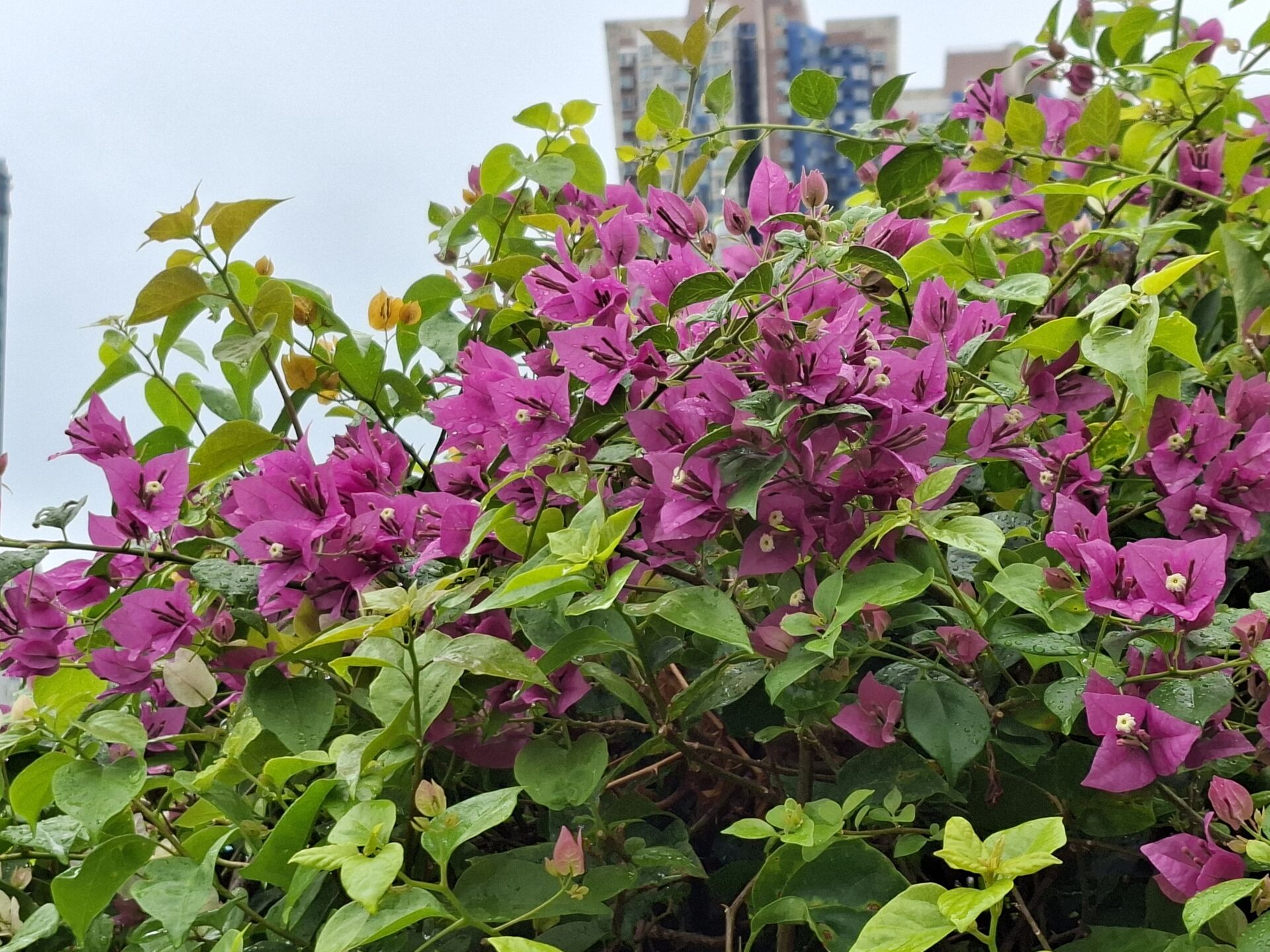 葉子花 (簕杜鵑)