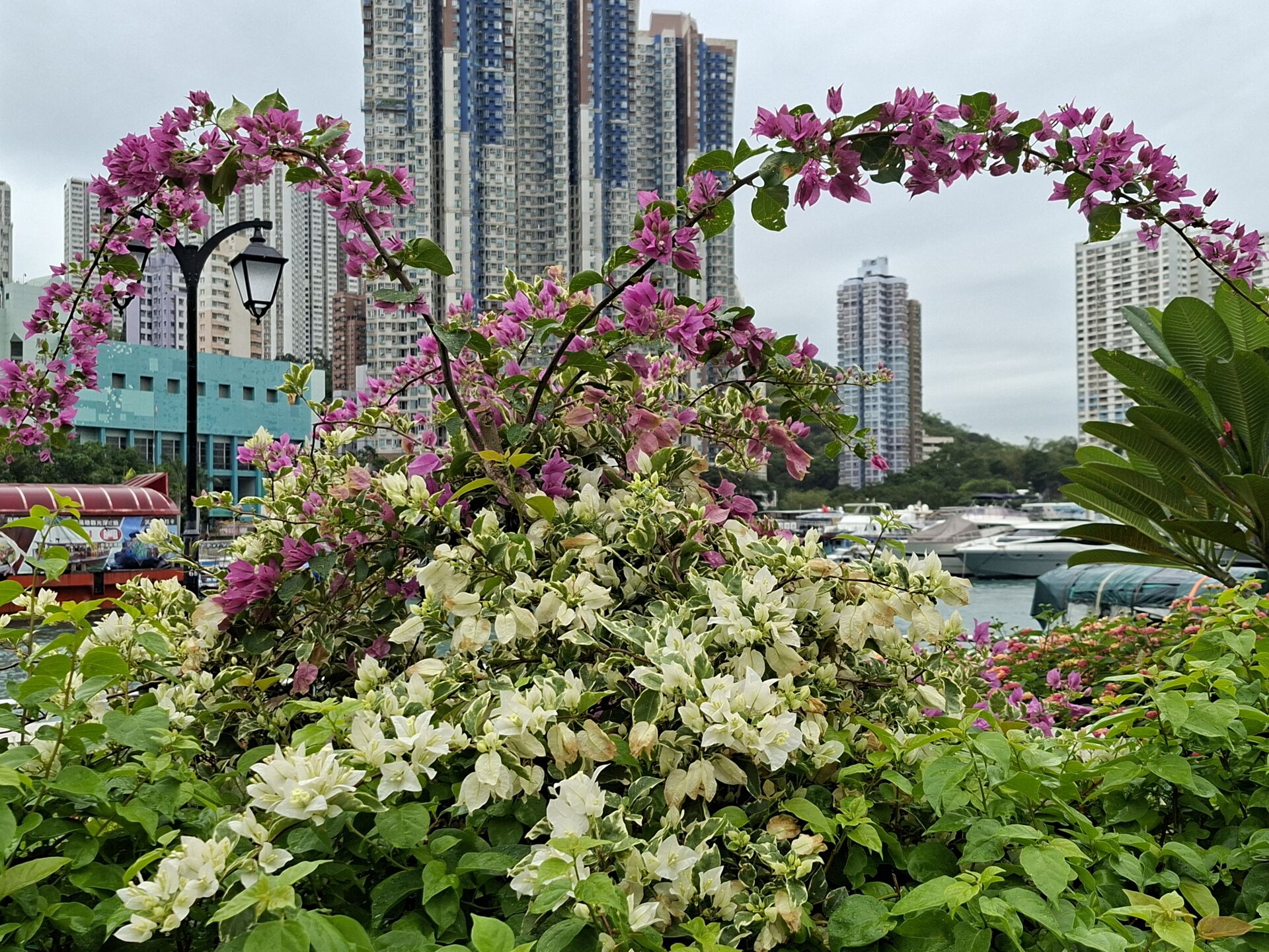葉子花 (簕杜鵑)