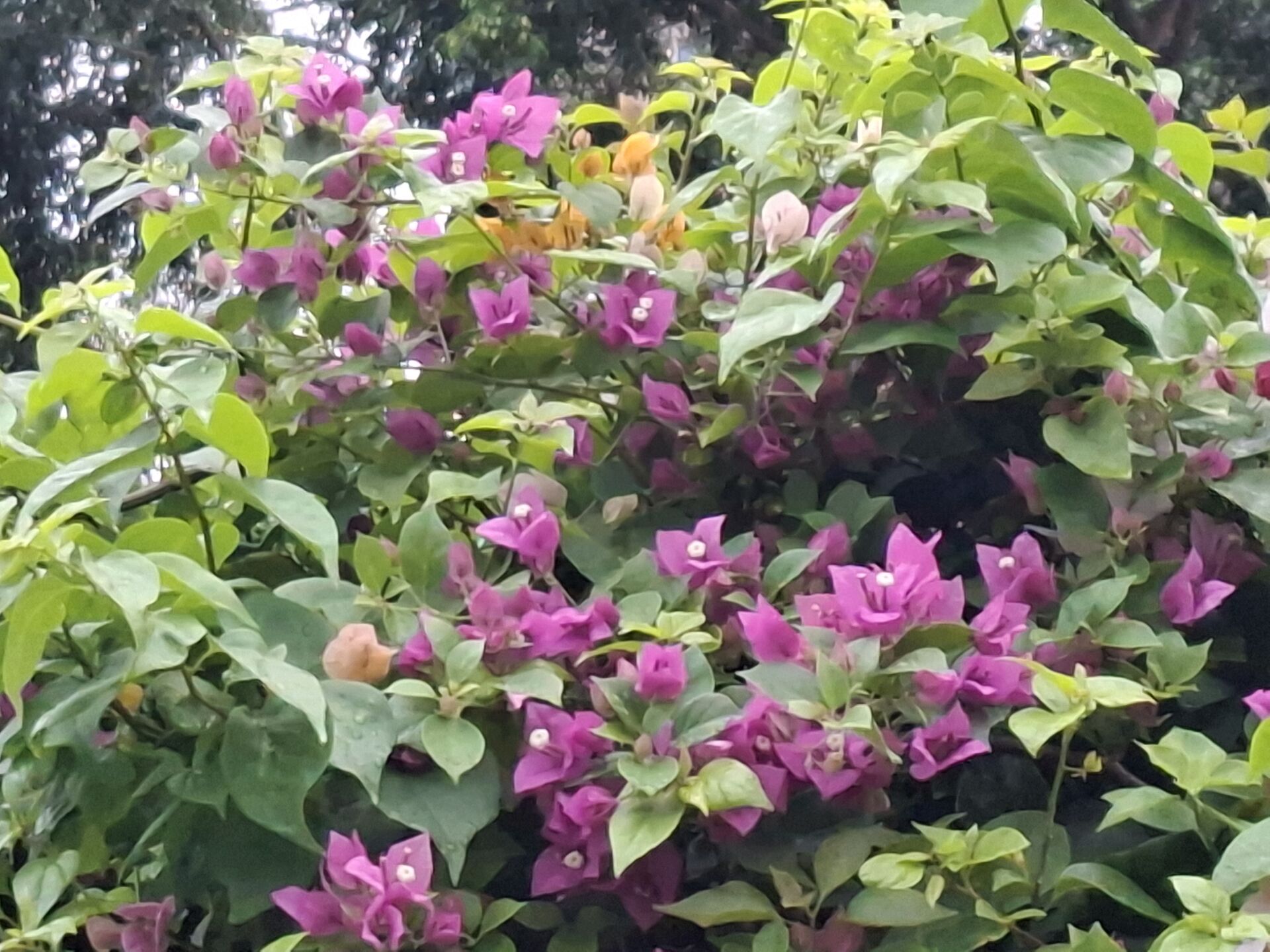 葉子花 (簕杜鵑)